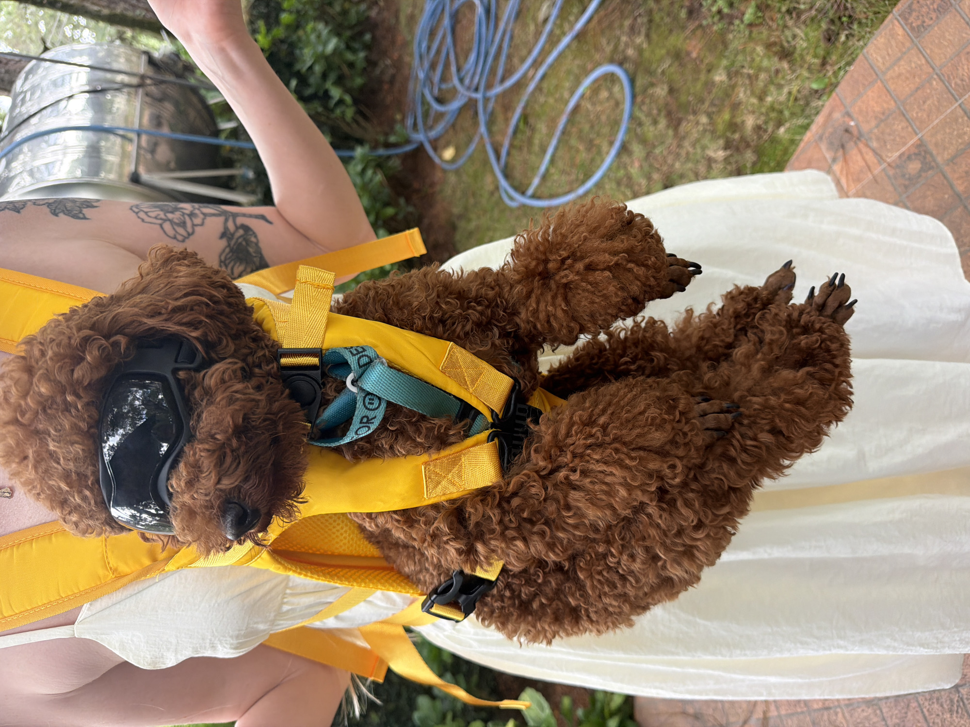 Goggle-wearing poodle steals the scene in Đà Lạt