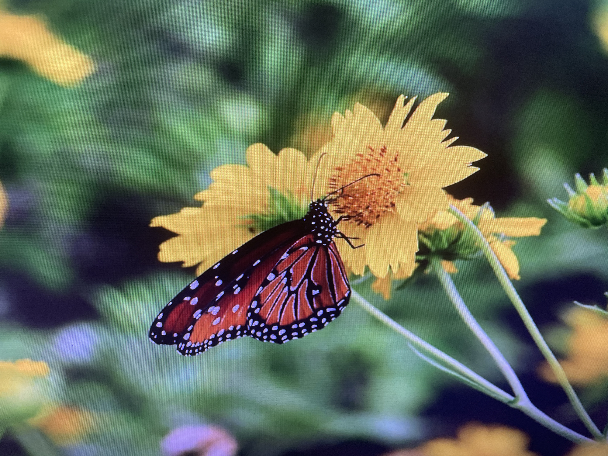 Macro nature walk through Rivne's summer flora and fauna