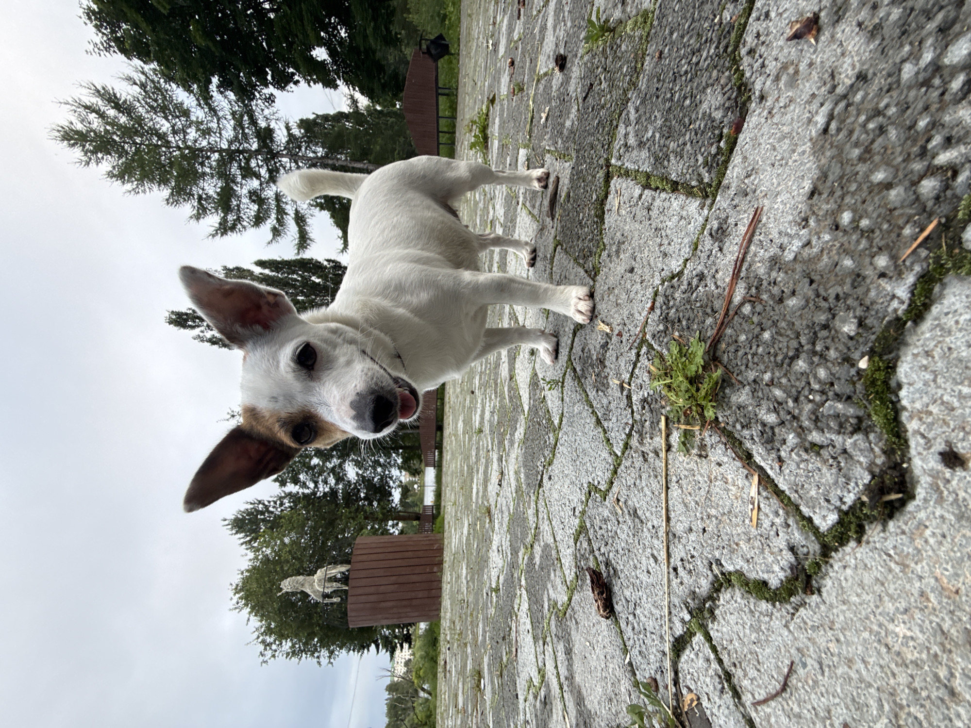 Dog plays fetch by the lake in a Lysva park