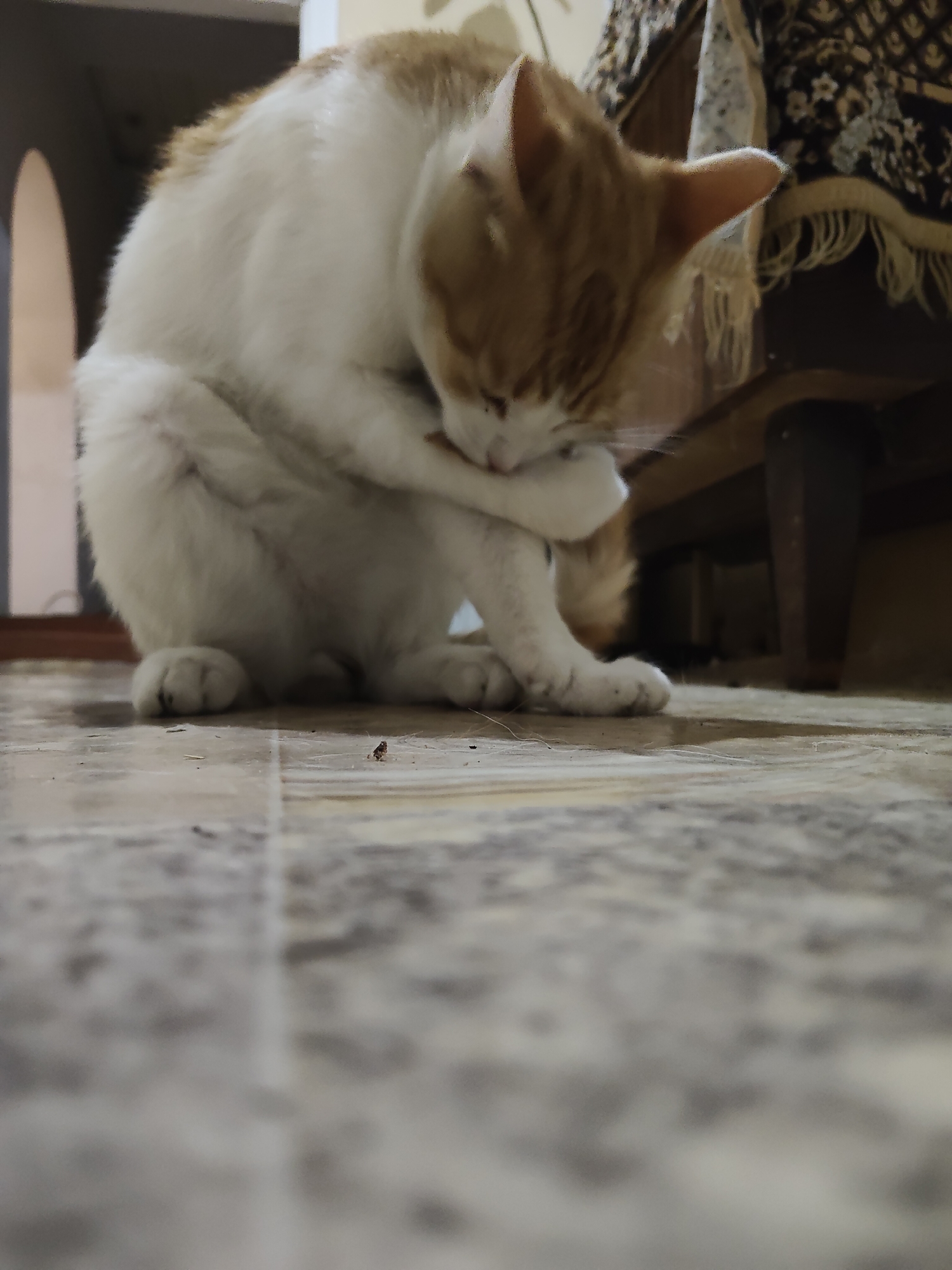 Cat hanging out on a tiled floor in rural Moldova