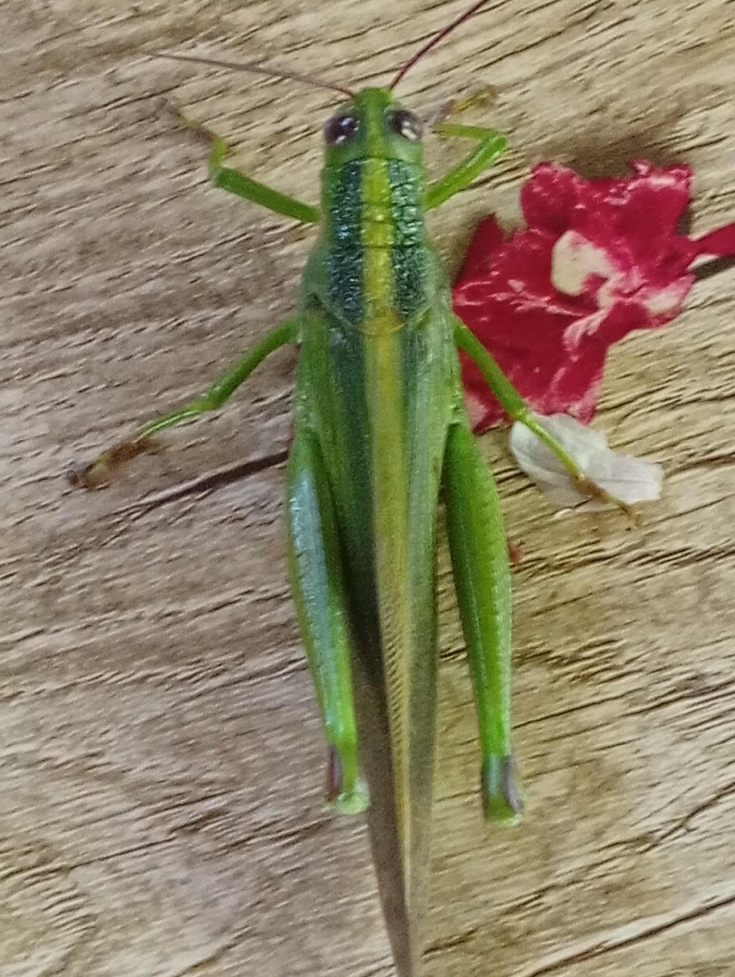 Backyard wildlife in Carmen: grasshoppers, geckos, and dogs