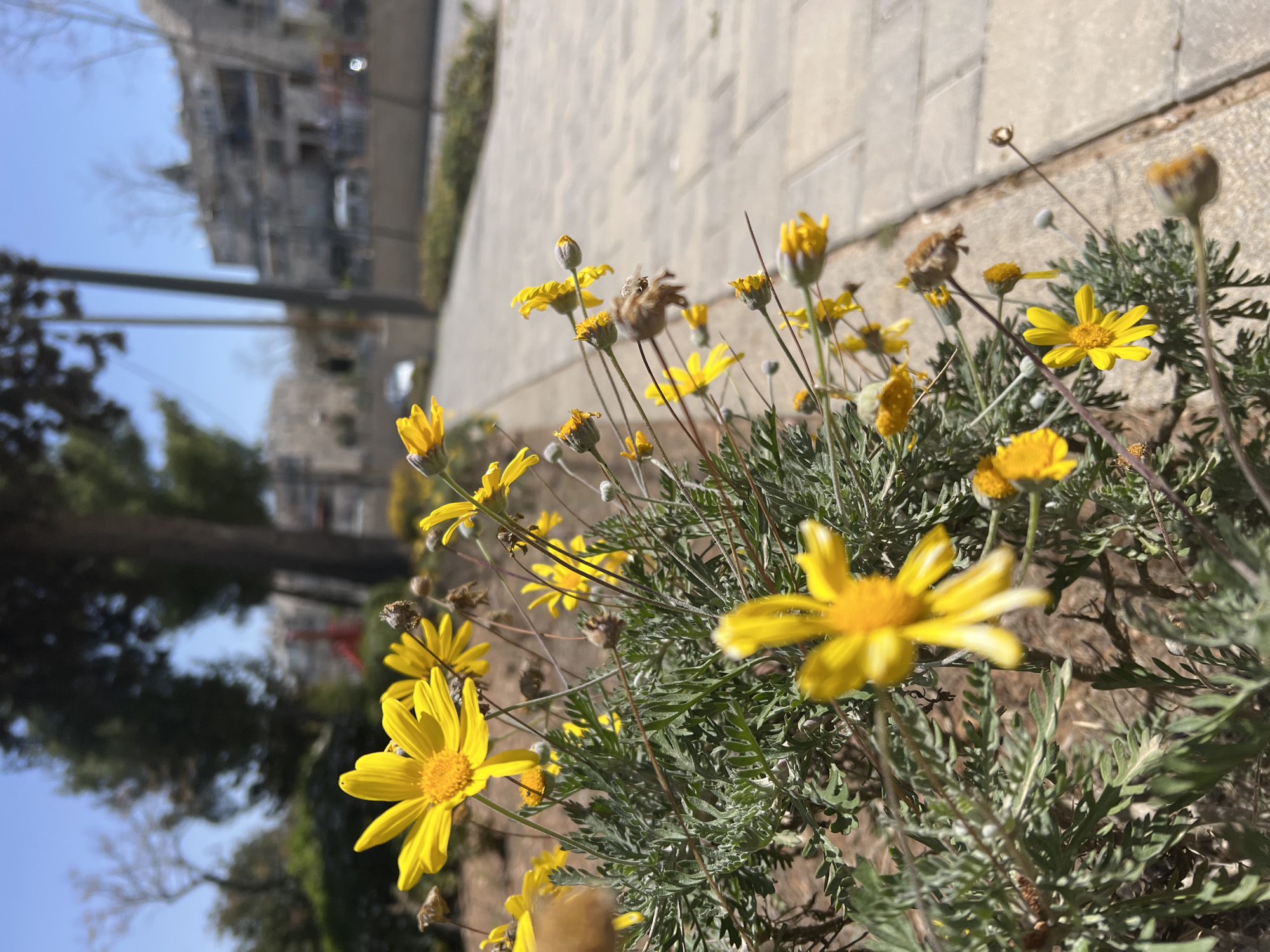 Spring flowers bloom along urban park sidewalk