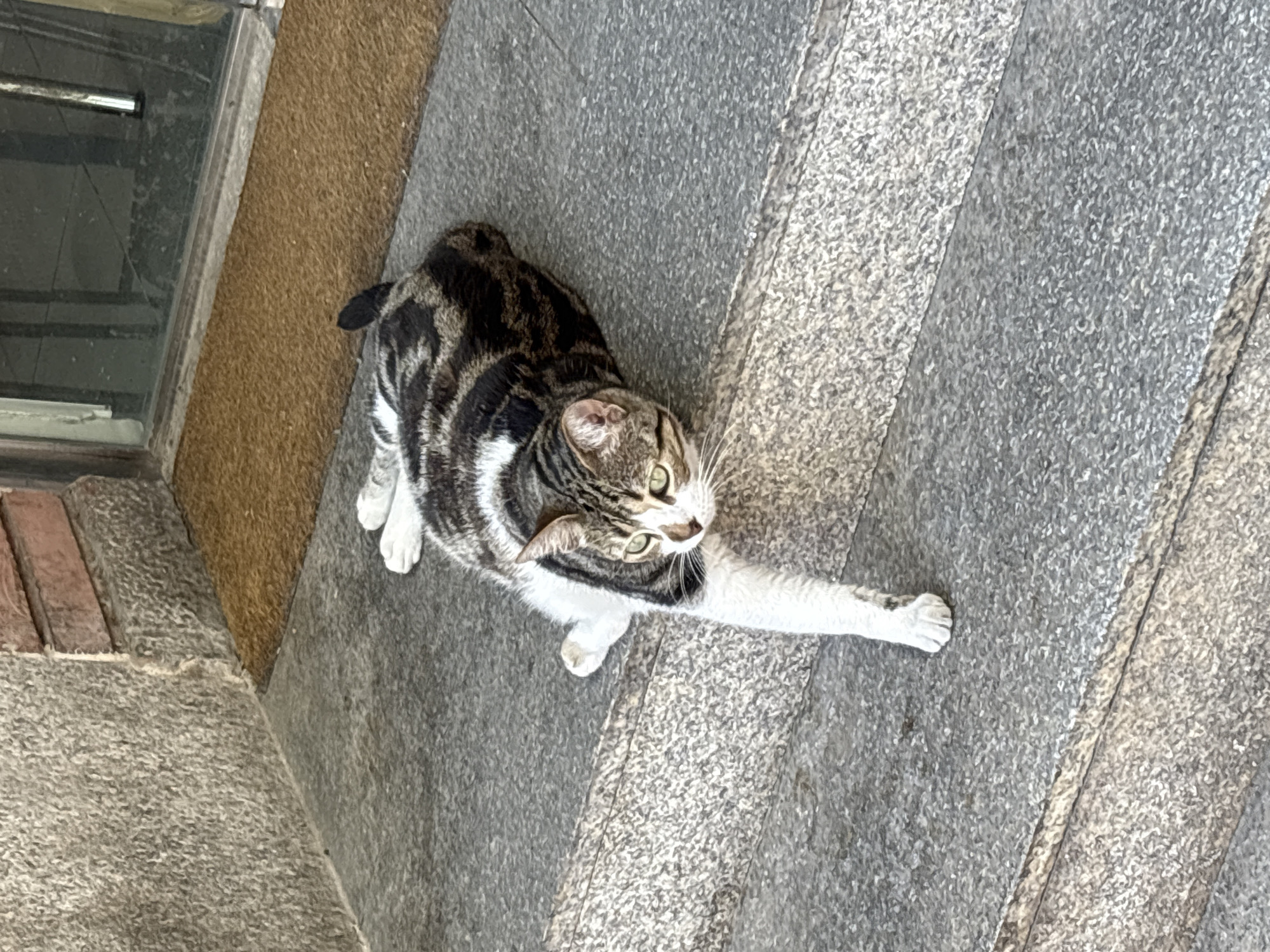 Ordinary Barcelona moments captured: cats, offices, lab work, sketches