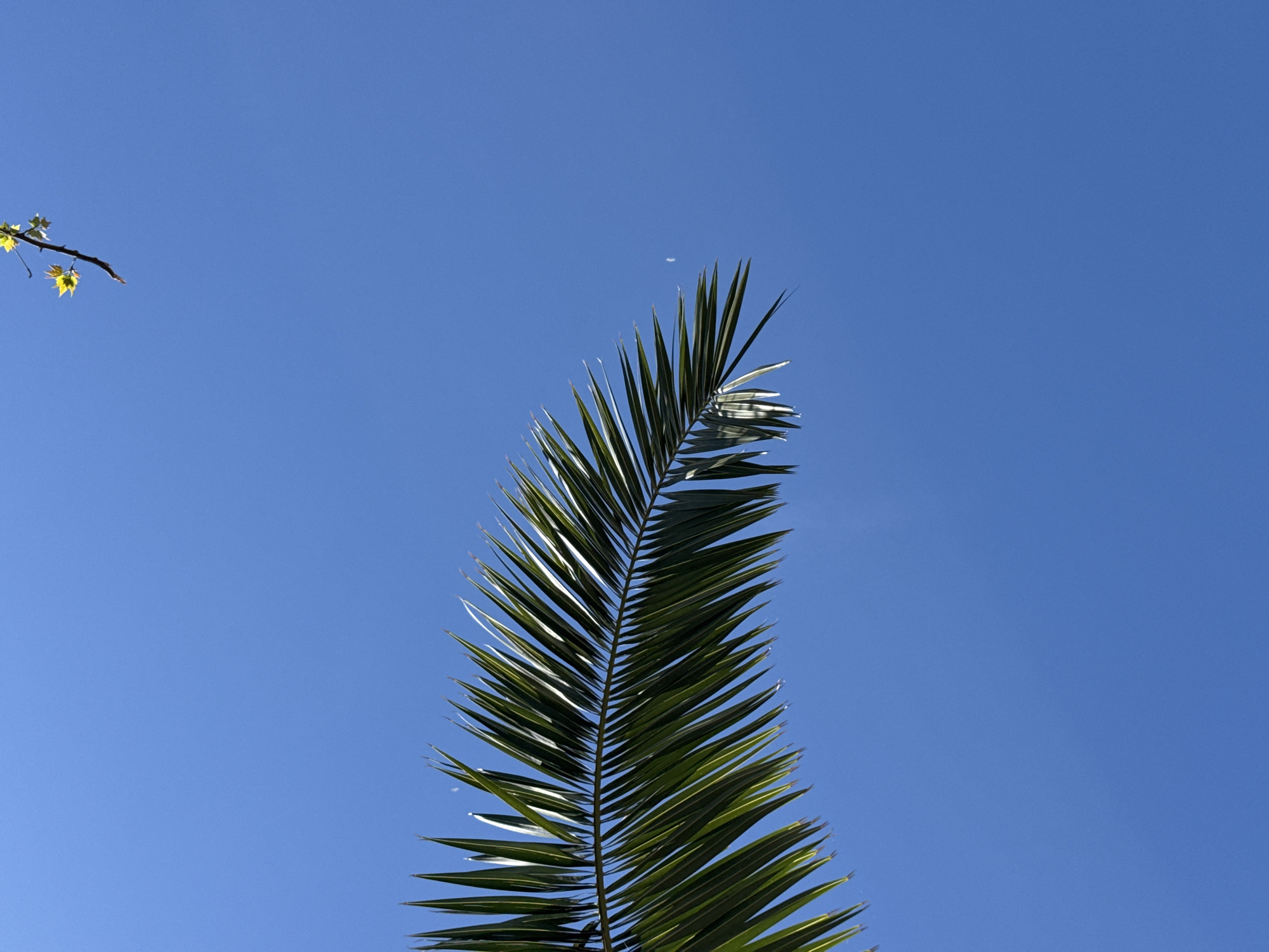 Clear skies and palm fronds observed in Bar, Montenegro
