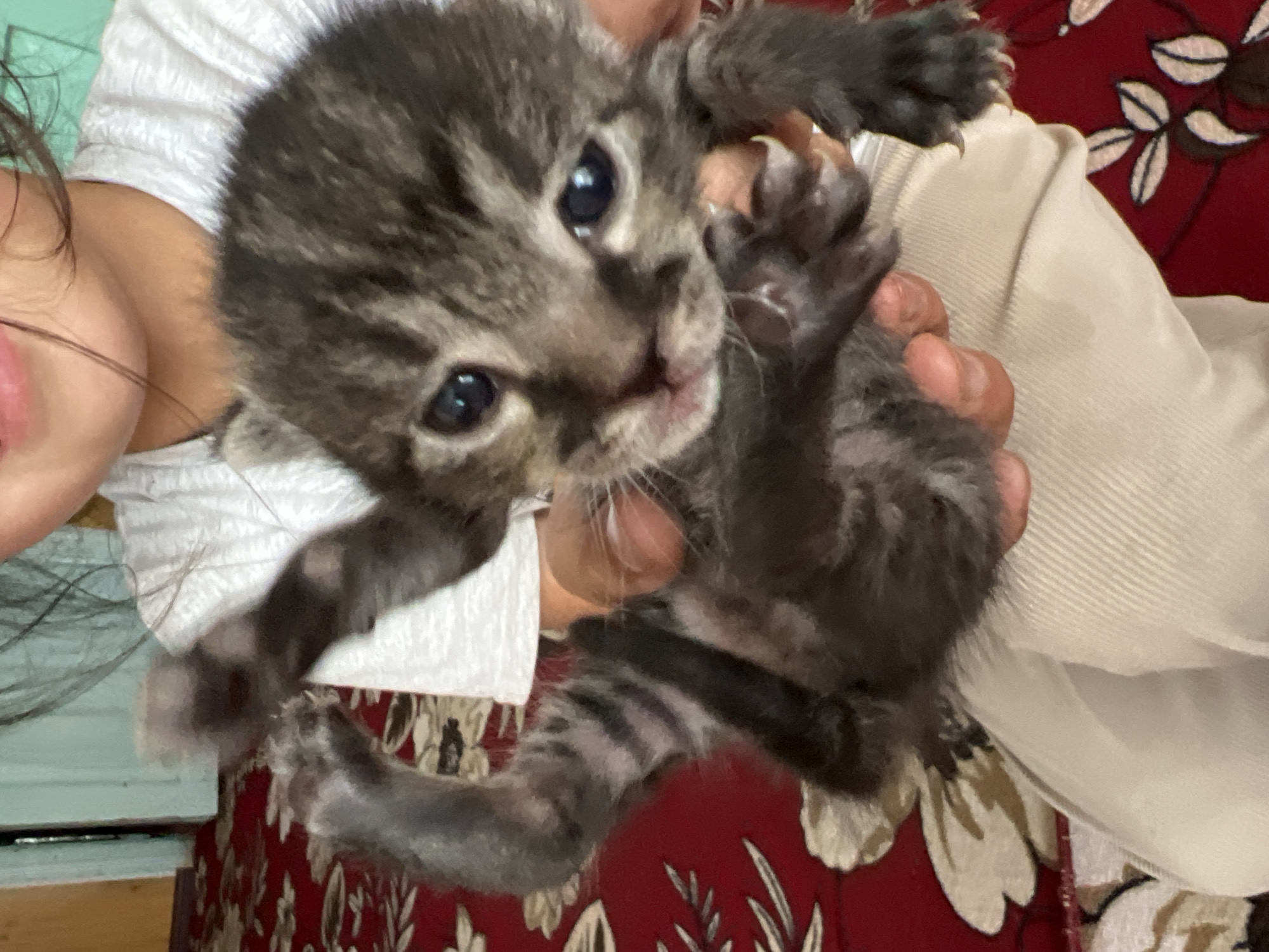 Tabby cat tends to newborn kittens on a red rug in Kyrgyzstan