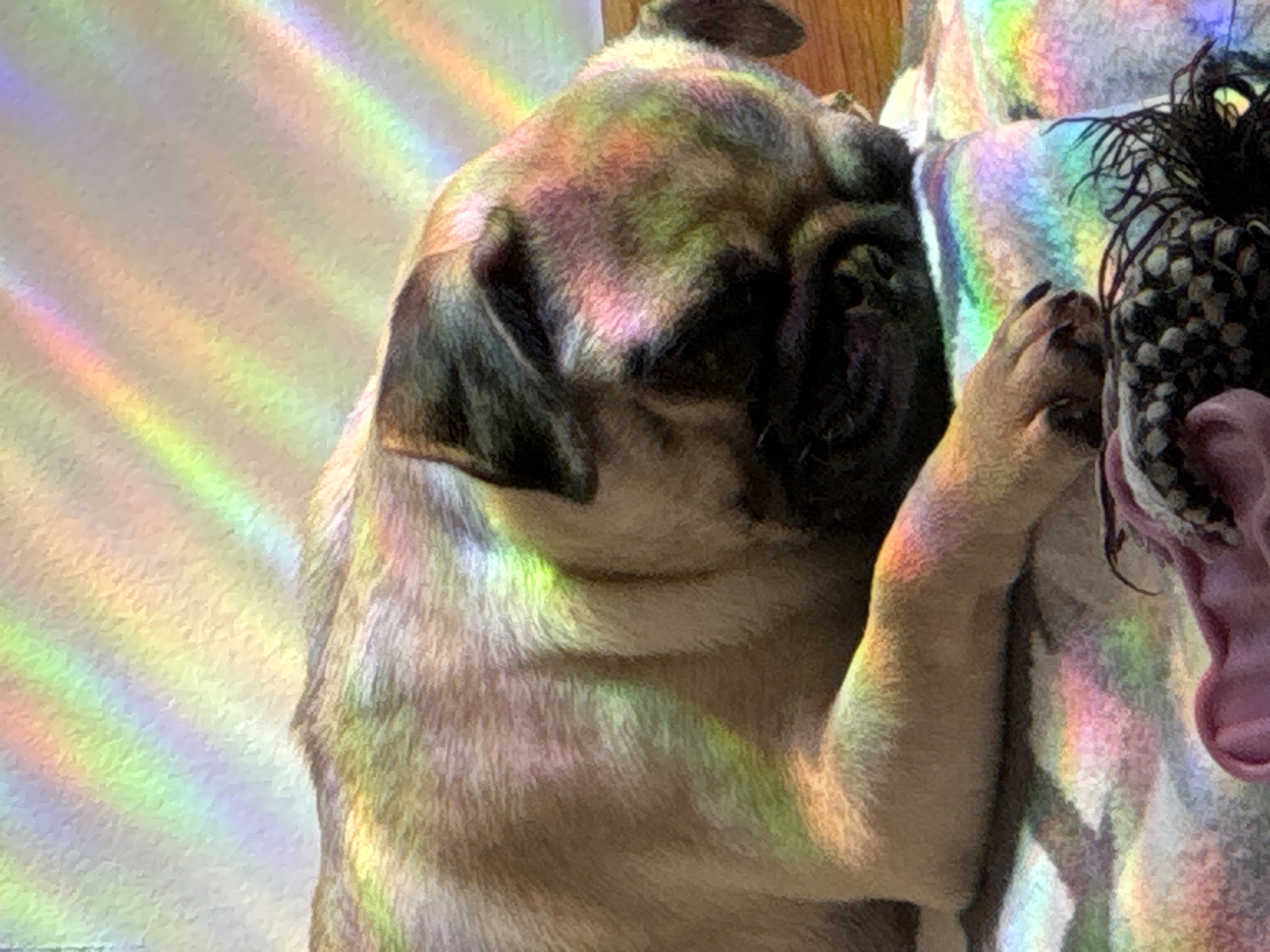 Lazy afternoon at home: couch selfies, a sleepy pug, and rainbow light