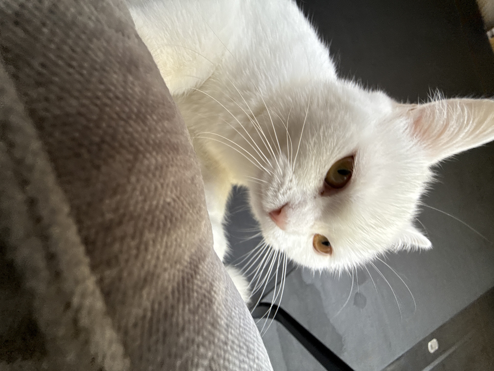 White cat photographed repeatedly across various indoor spots