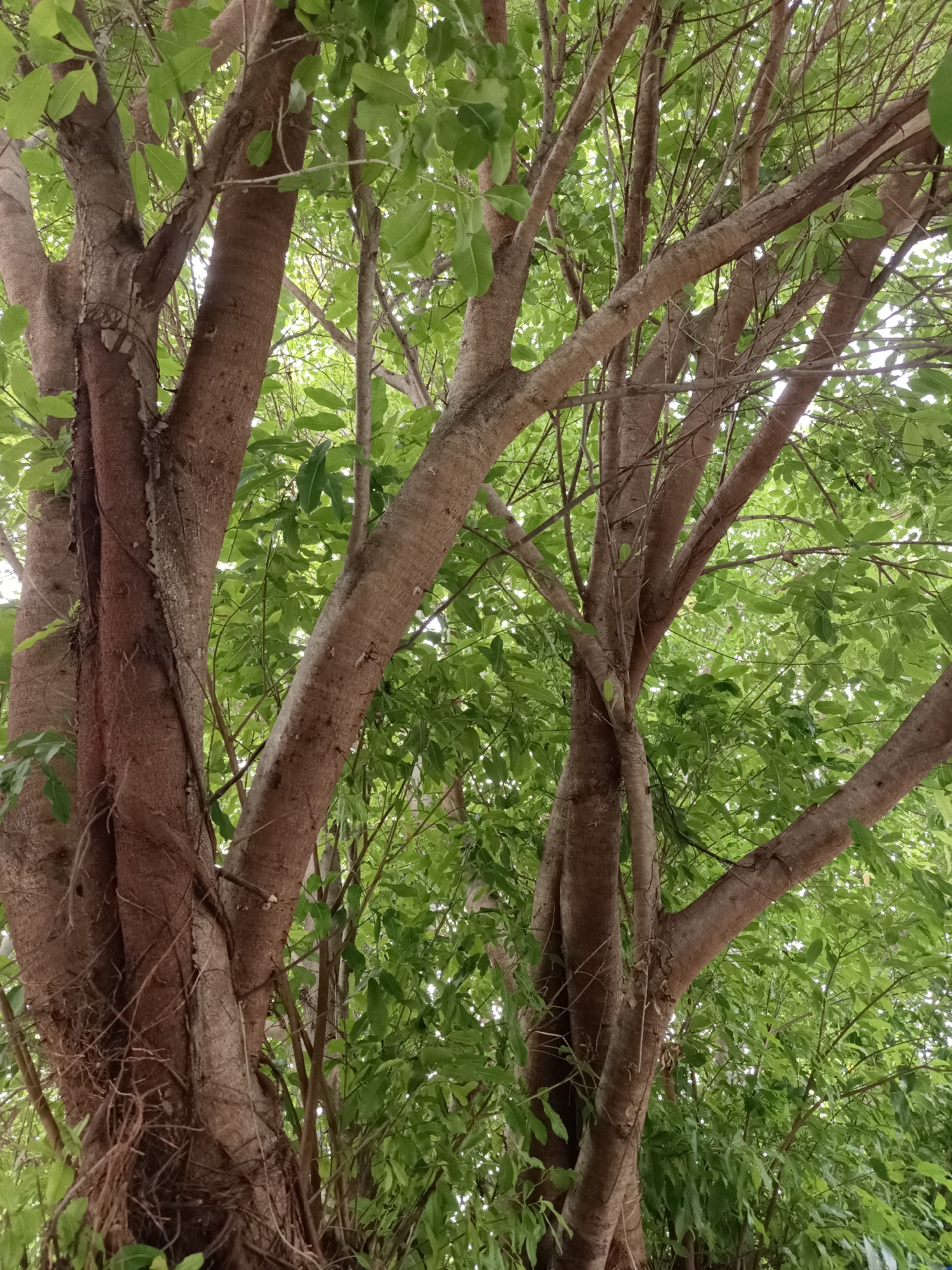 Trees and buildings on an overcast campus day