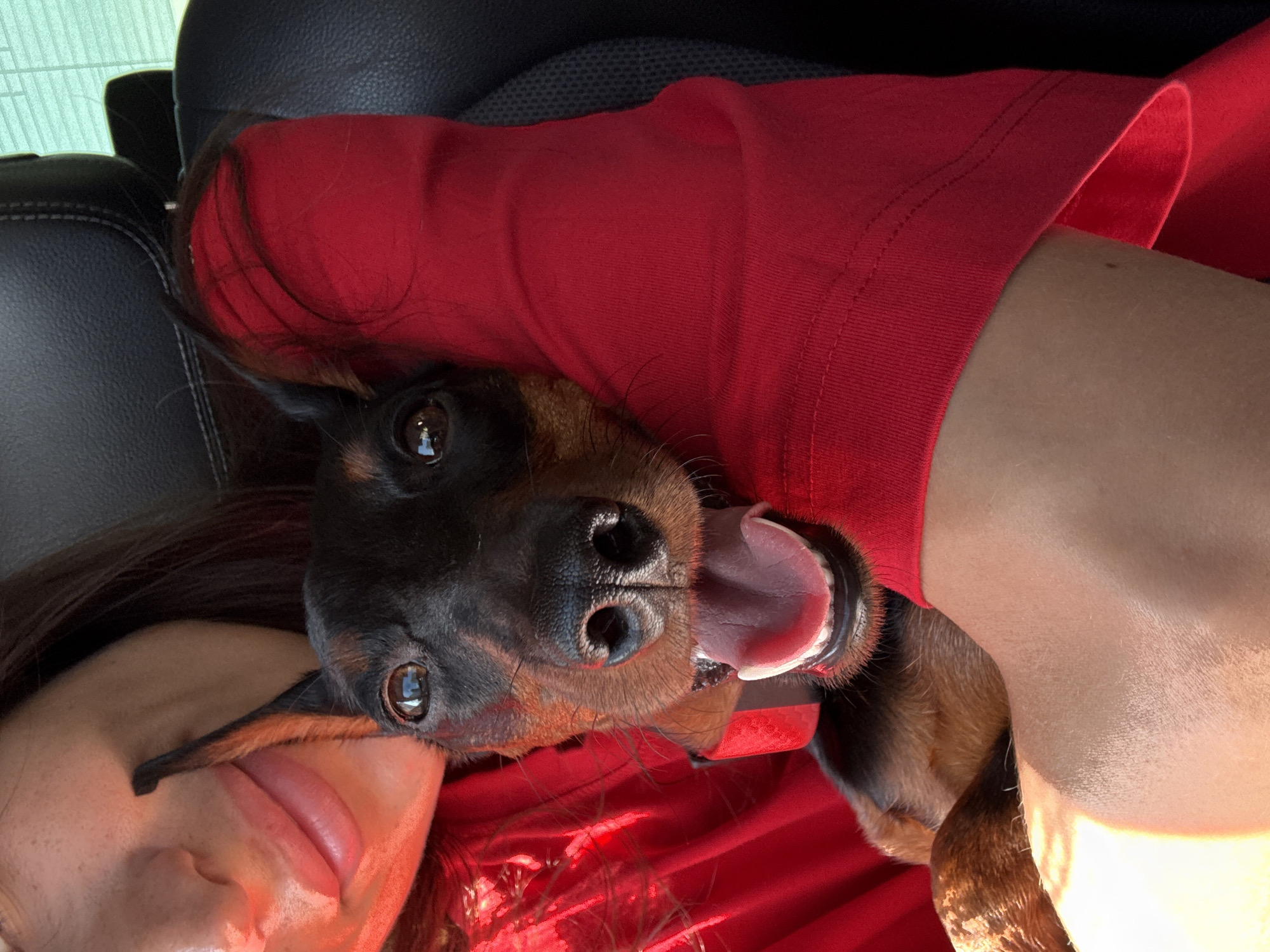 Happy dogs riding along in the car
