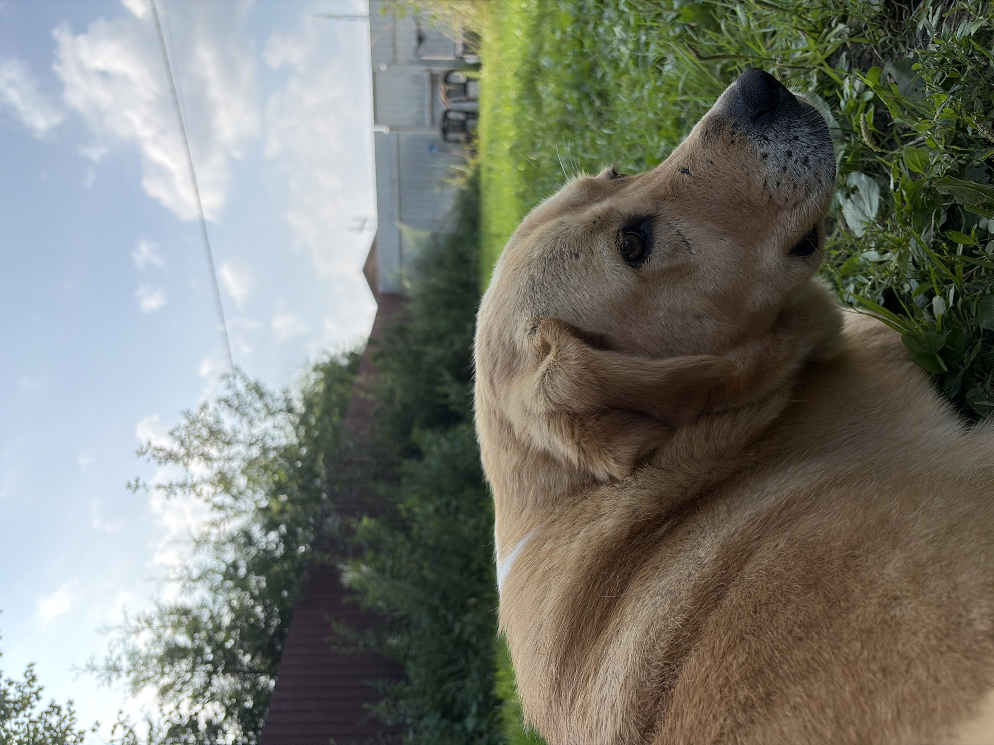 Dogs lounging in a sunny Russian backyard on a summer afternoon