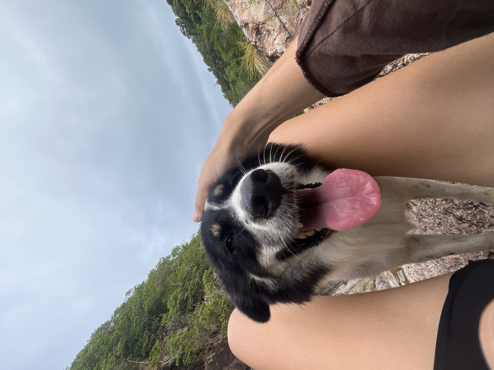 Friendly dog filmed with beachgoers on Ko Phangan rocks