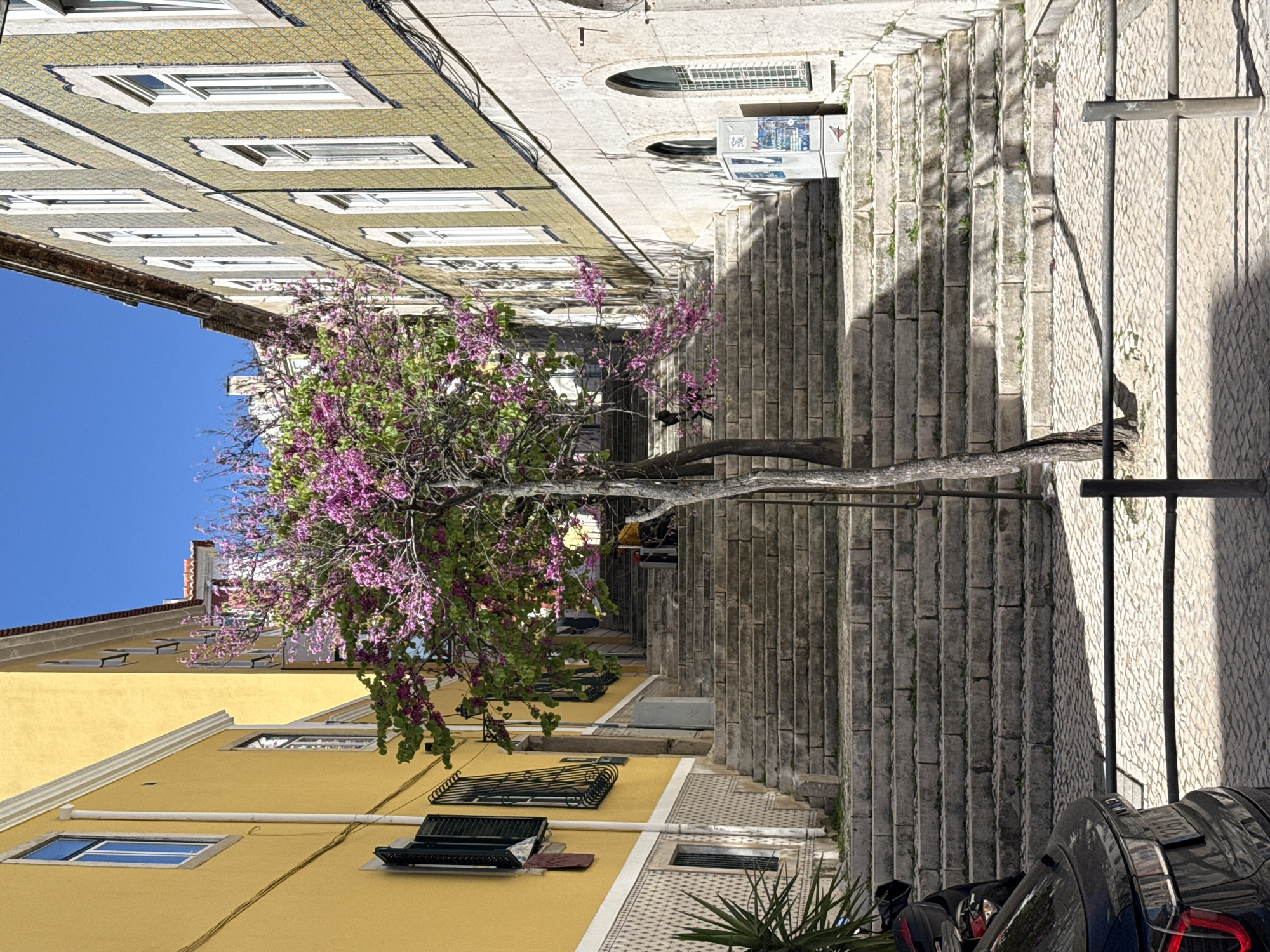 Purple blooms brighten narrow stepped street in Lisbon