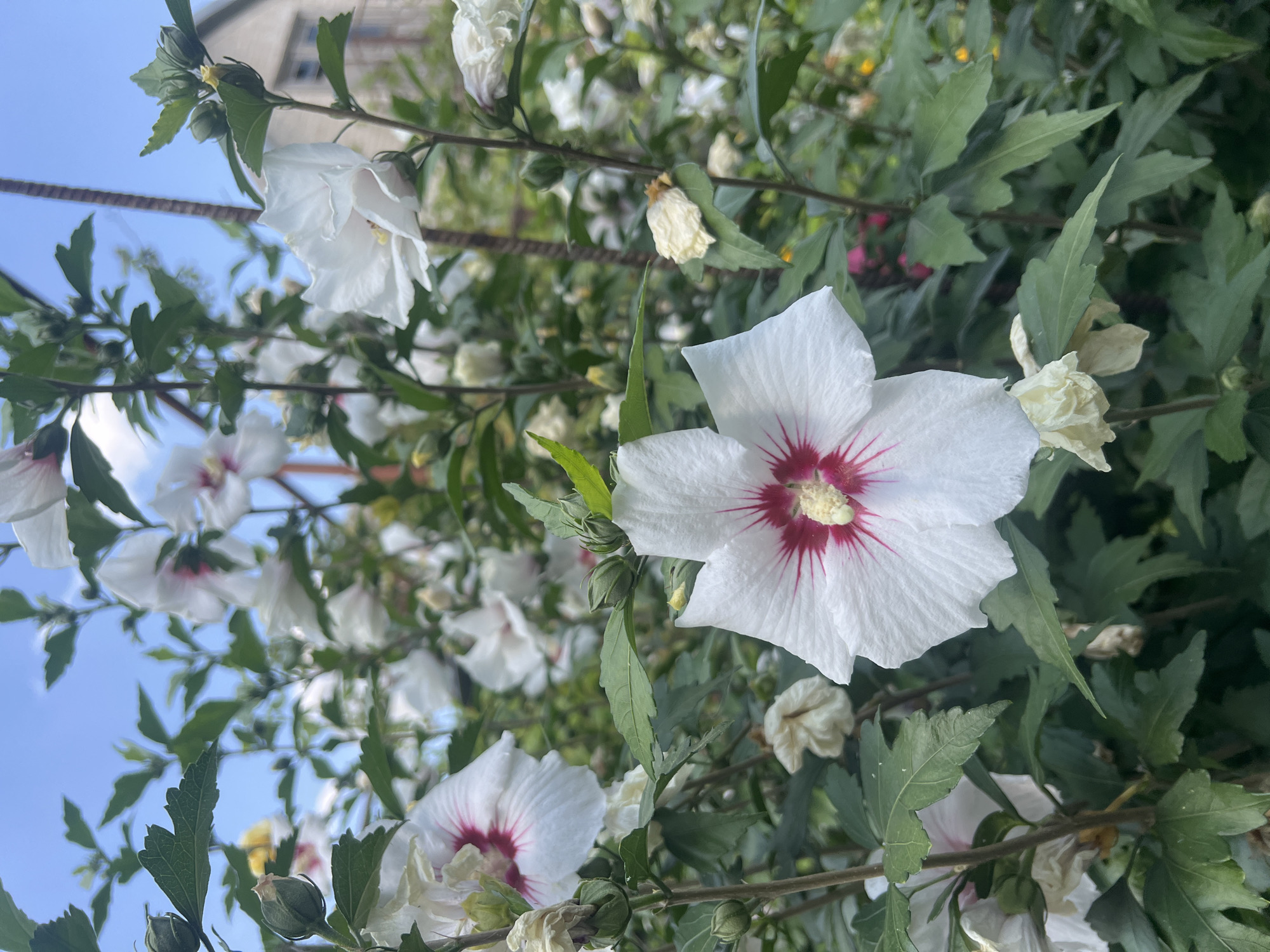 Summer garden in bloom, with a roaming tabby cat
