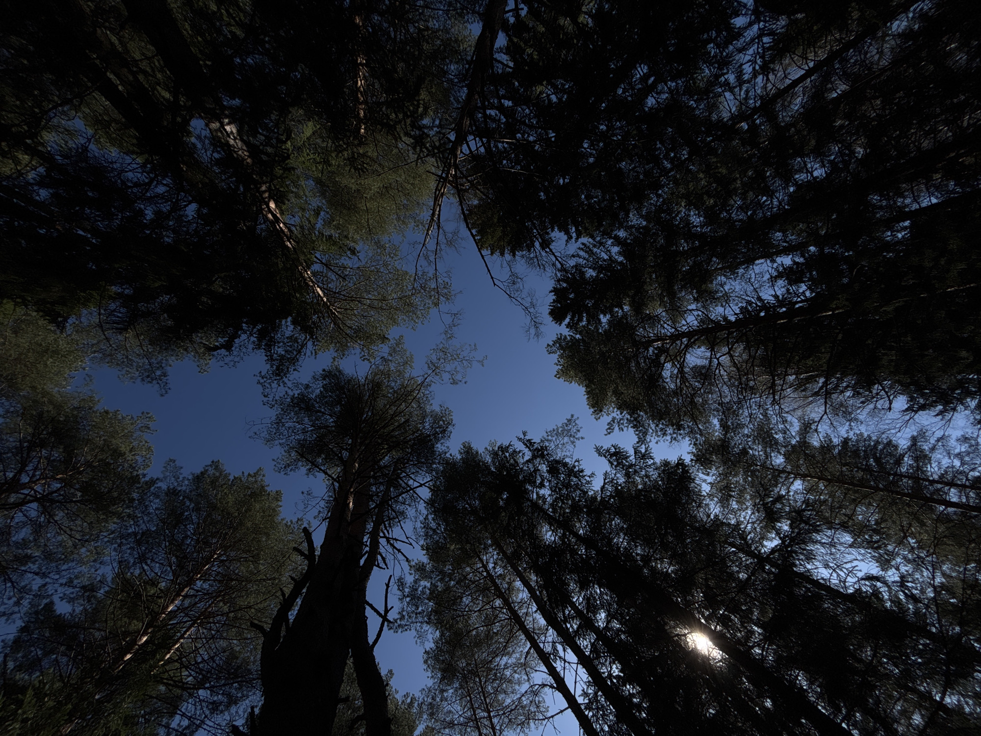 Woman rests in Russian forest during spring wildflower bloom