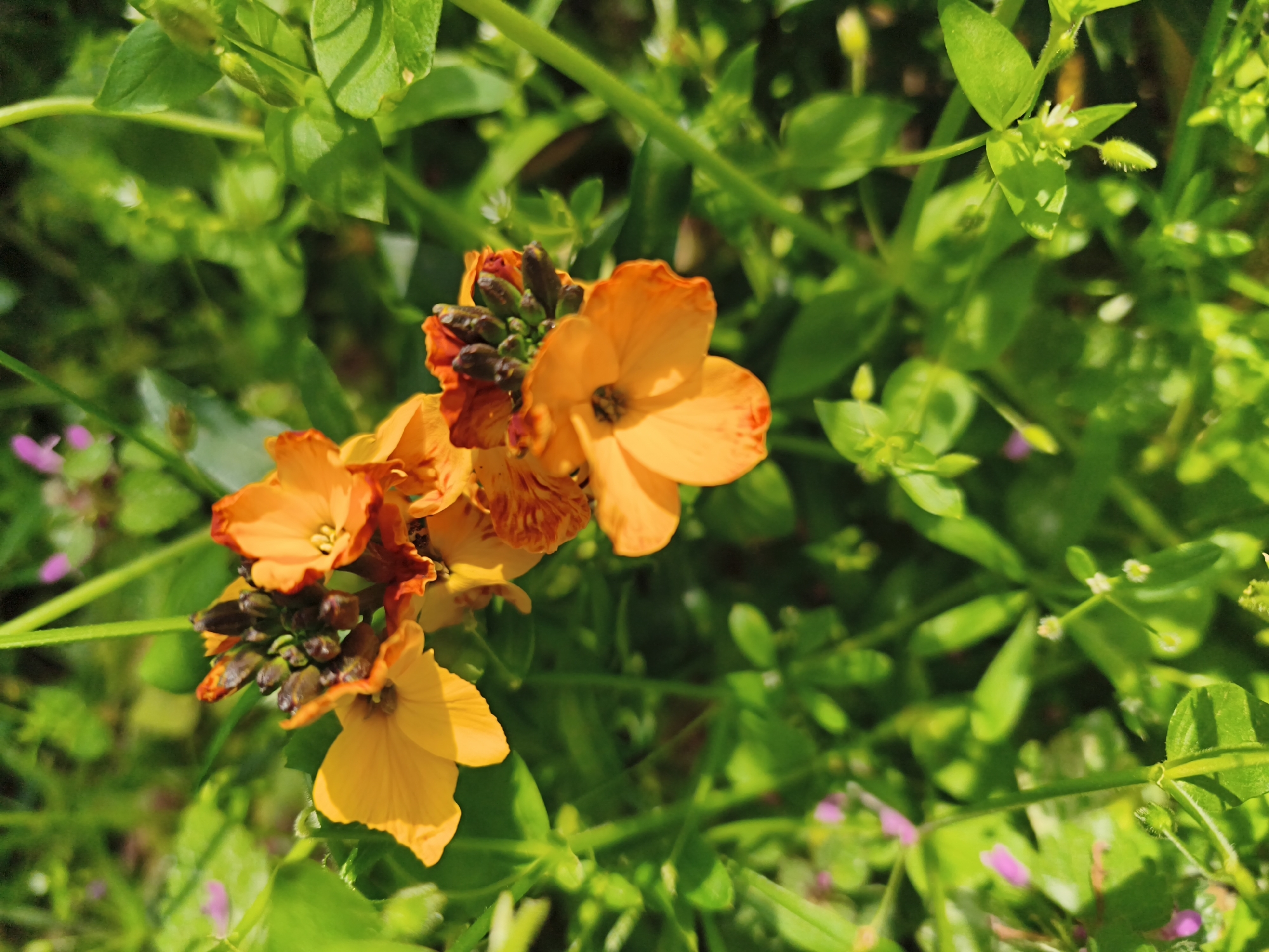 Spring wildflowers documented in morning photography session