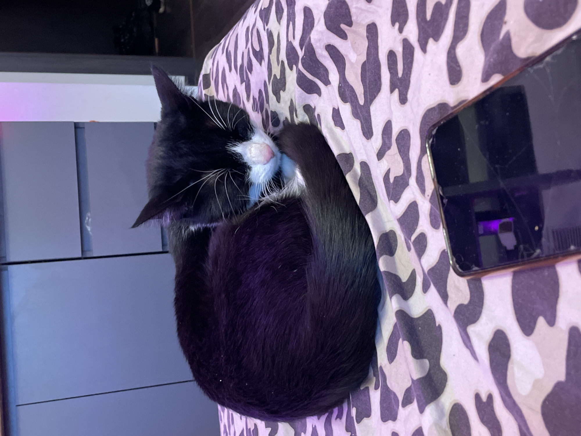Cat naps amid personal belongings in Russian lakeside home