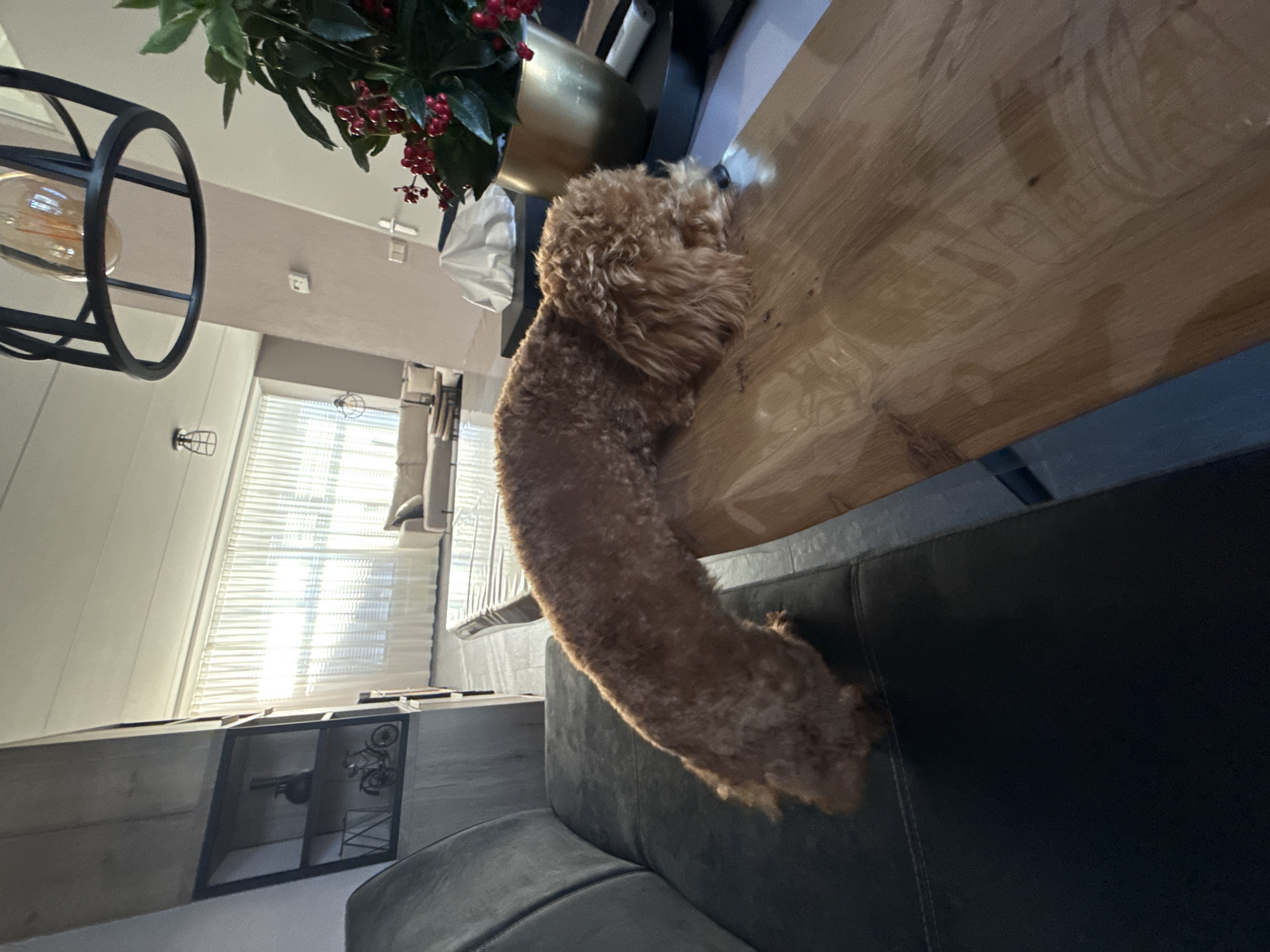 Poodle lounges on dining table, drifts toward couch