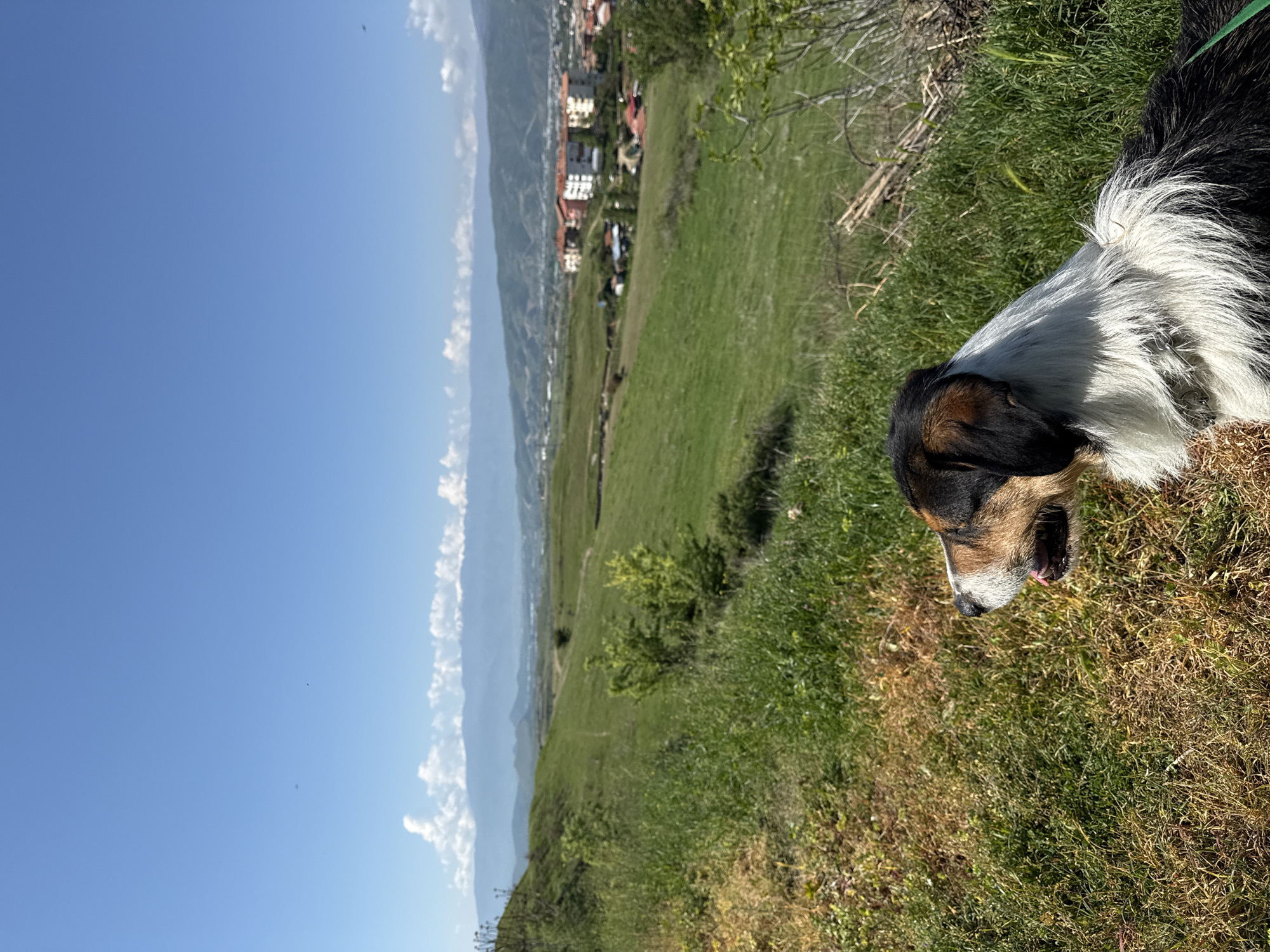 Dog rests on hillside overlooking city and mountains