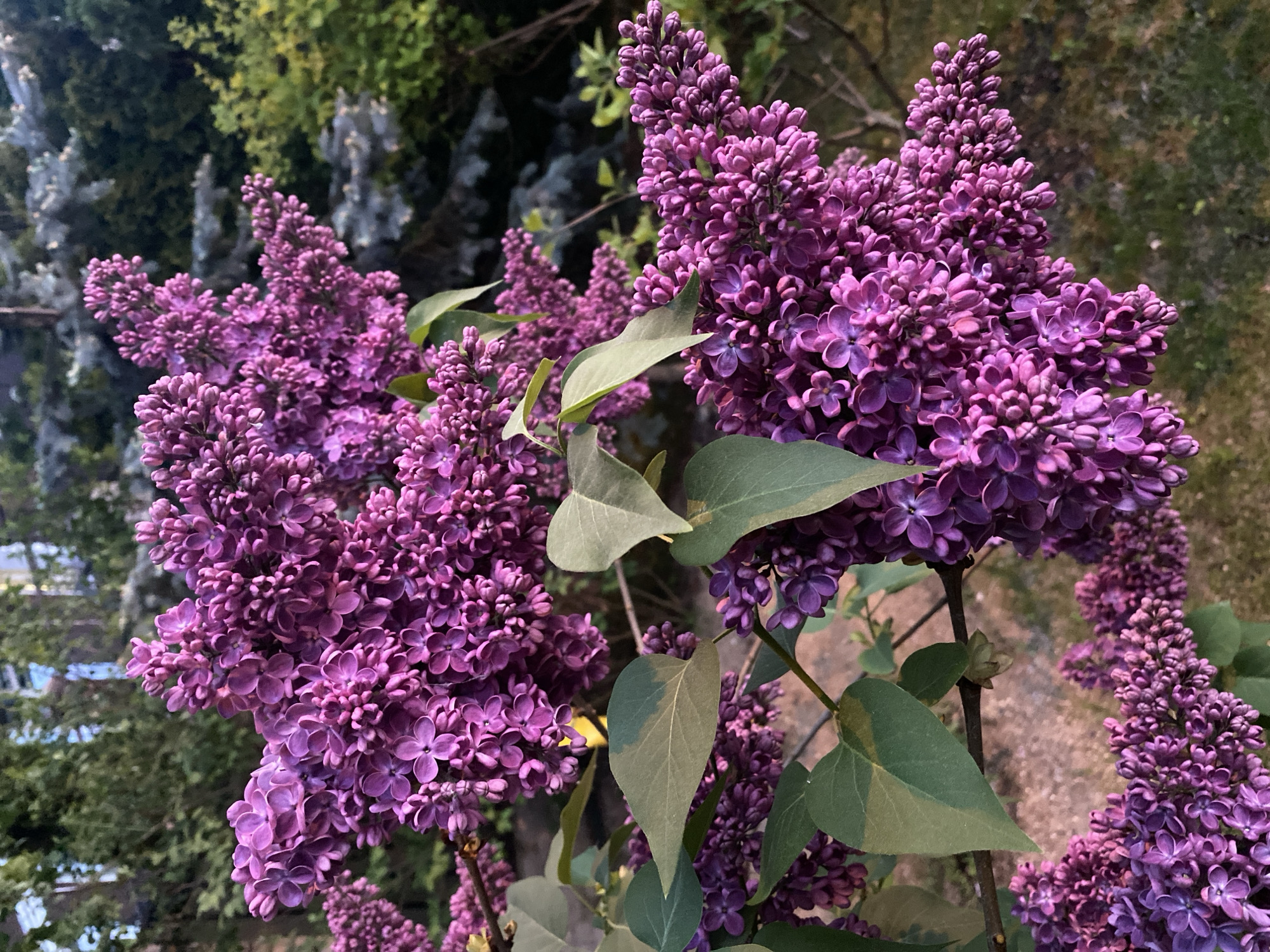 Spring blooms documented in Moscow gardens