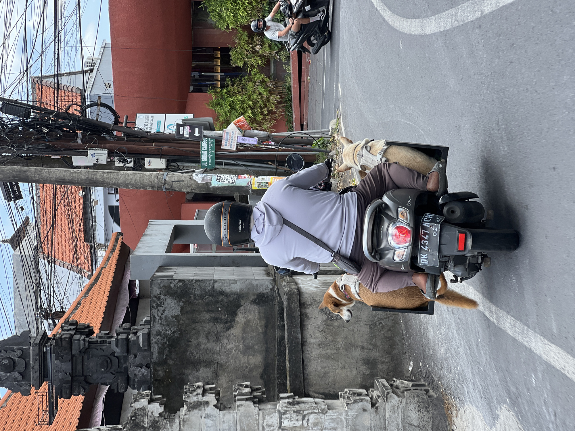 Man transports two dogs via scooter in North Kuta