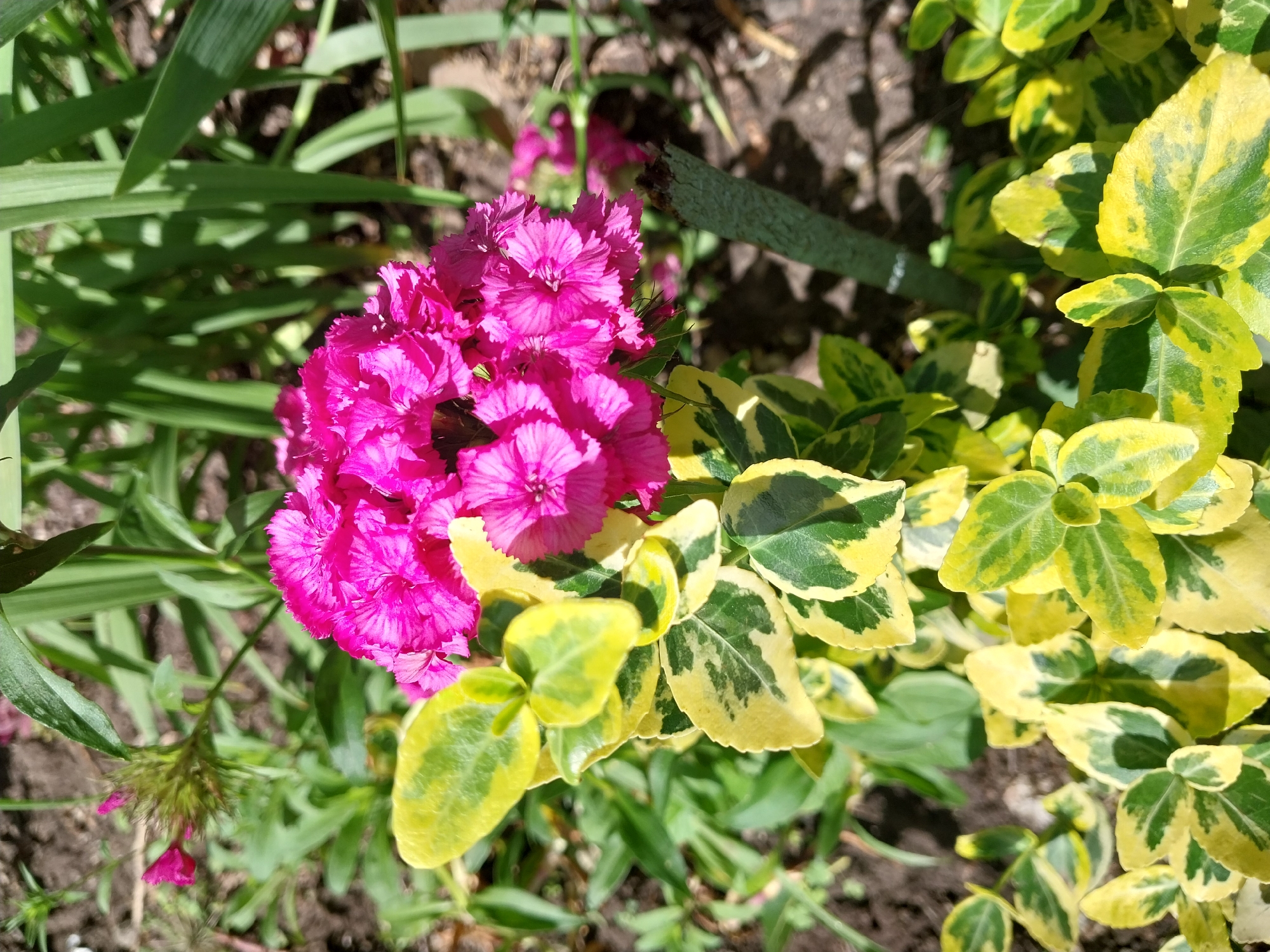 Morning flower photography session in Dnipro garden