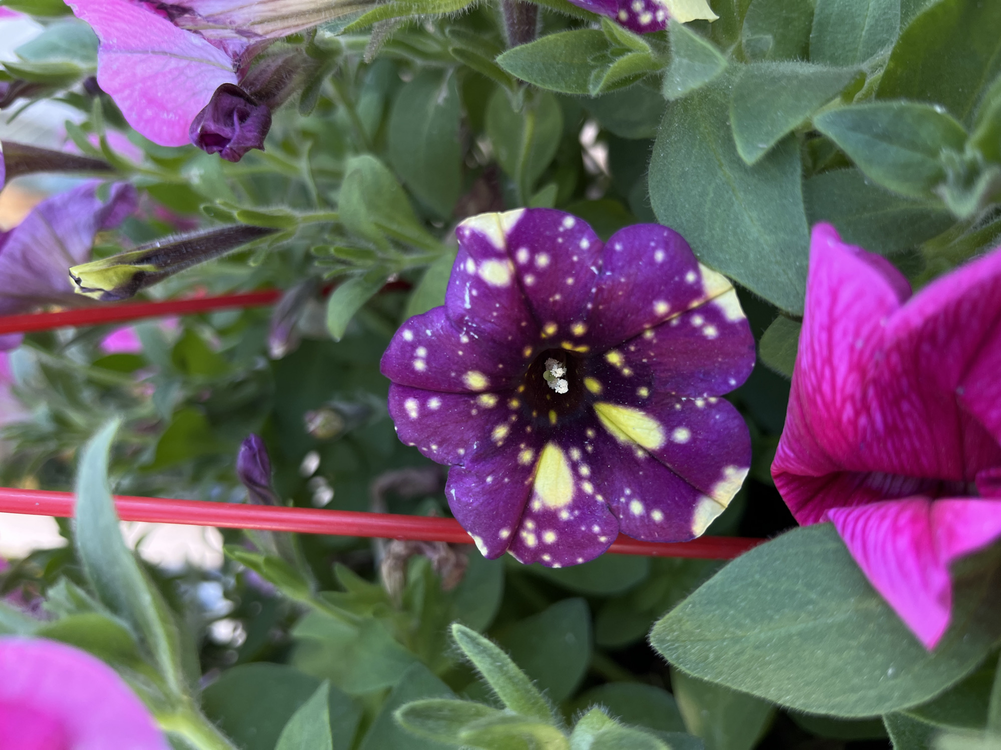 Spring flowers bloom in Bulgarian garden