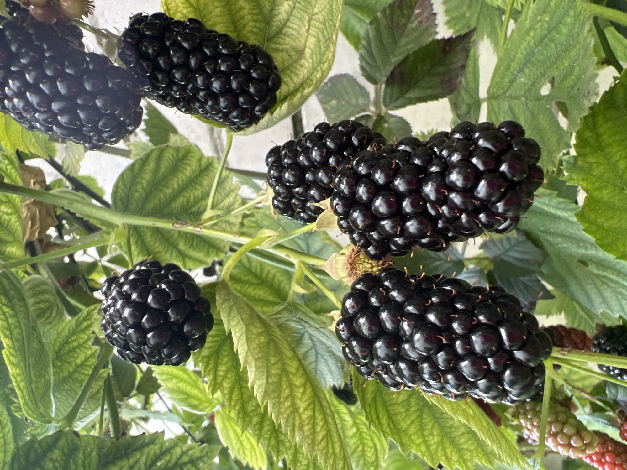 Backyard garden produce, blooming flowers, and a new playground