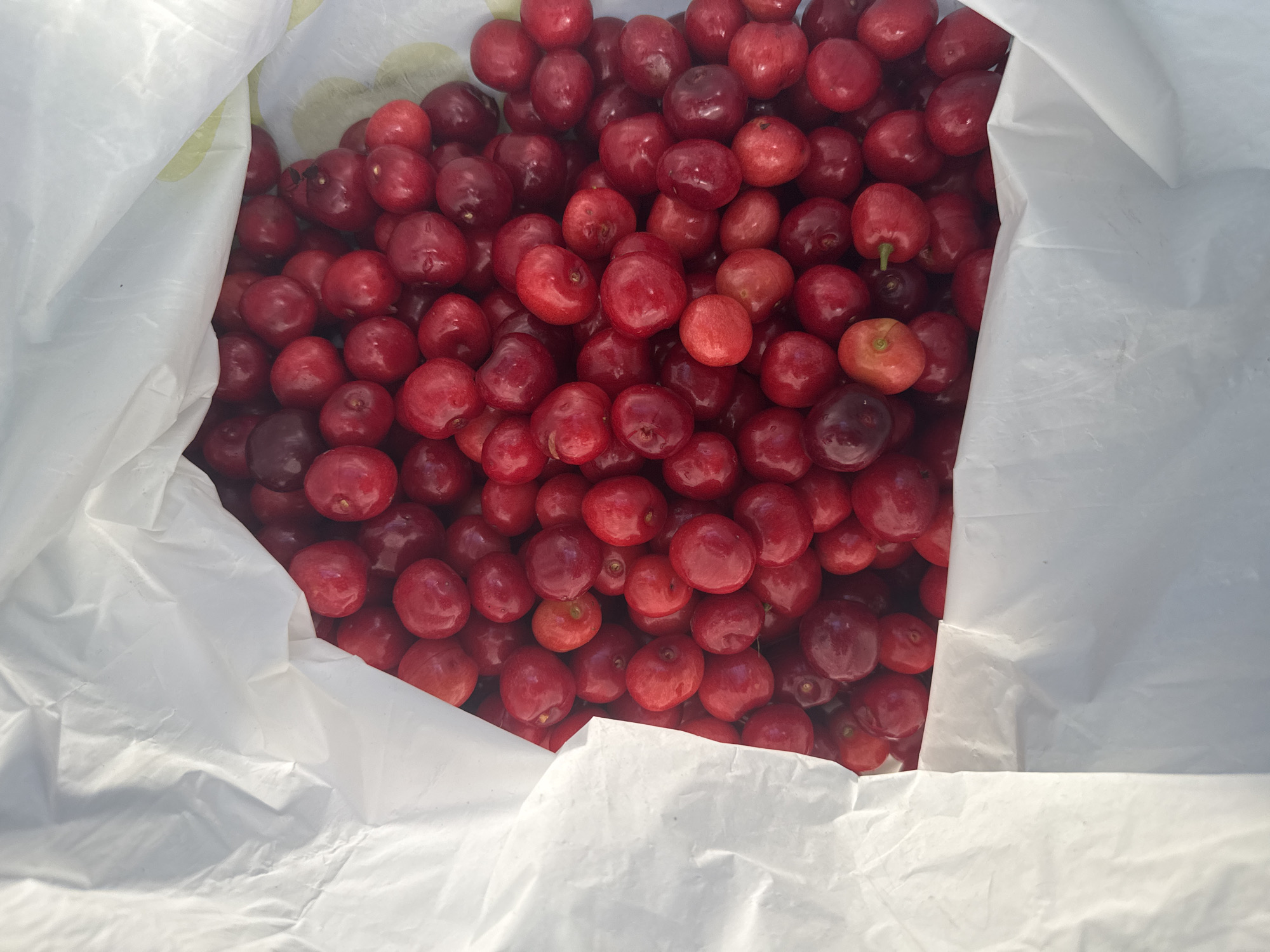 Fresh red cherries spilling from a bag at peak season