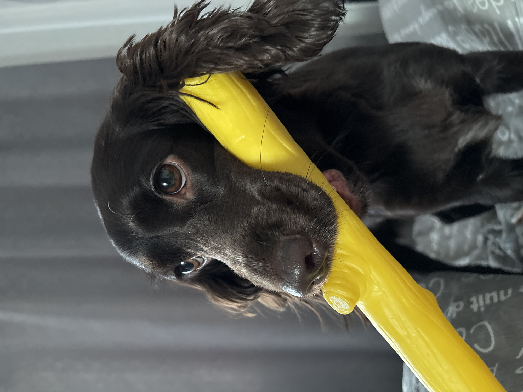 Cocker spaniel puppy plays with yellow toy in Russia