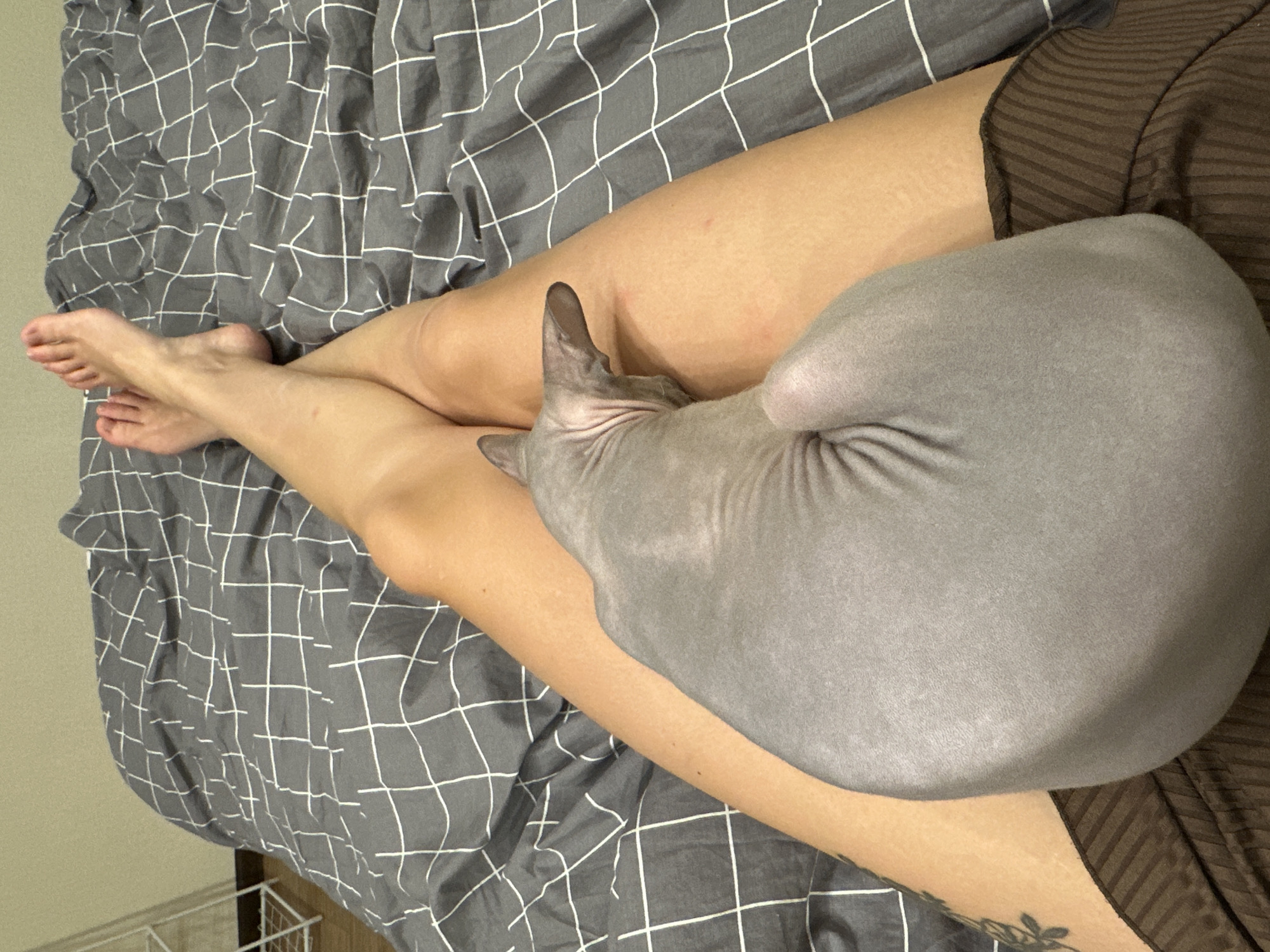 Sphynx cat sleeps peacefully on owner's lap in Reutov