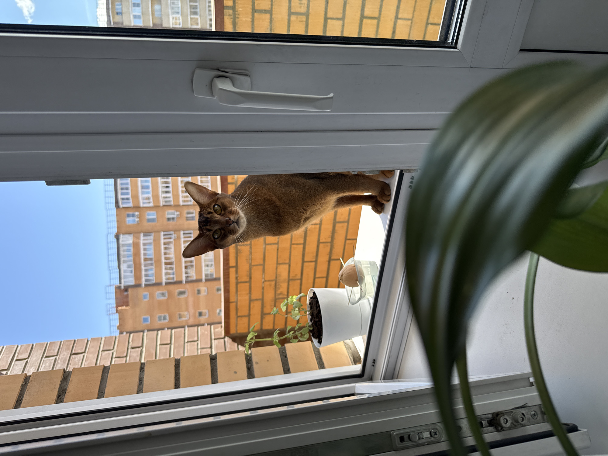Cat spotted on window frame in Krasnoyarsk