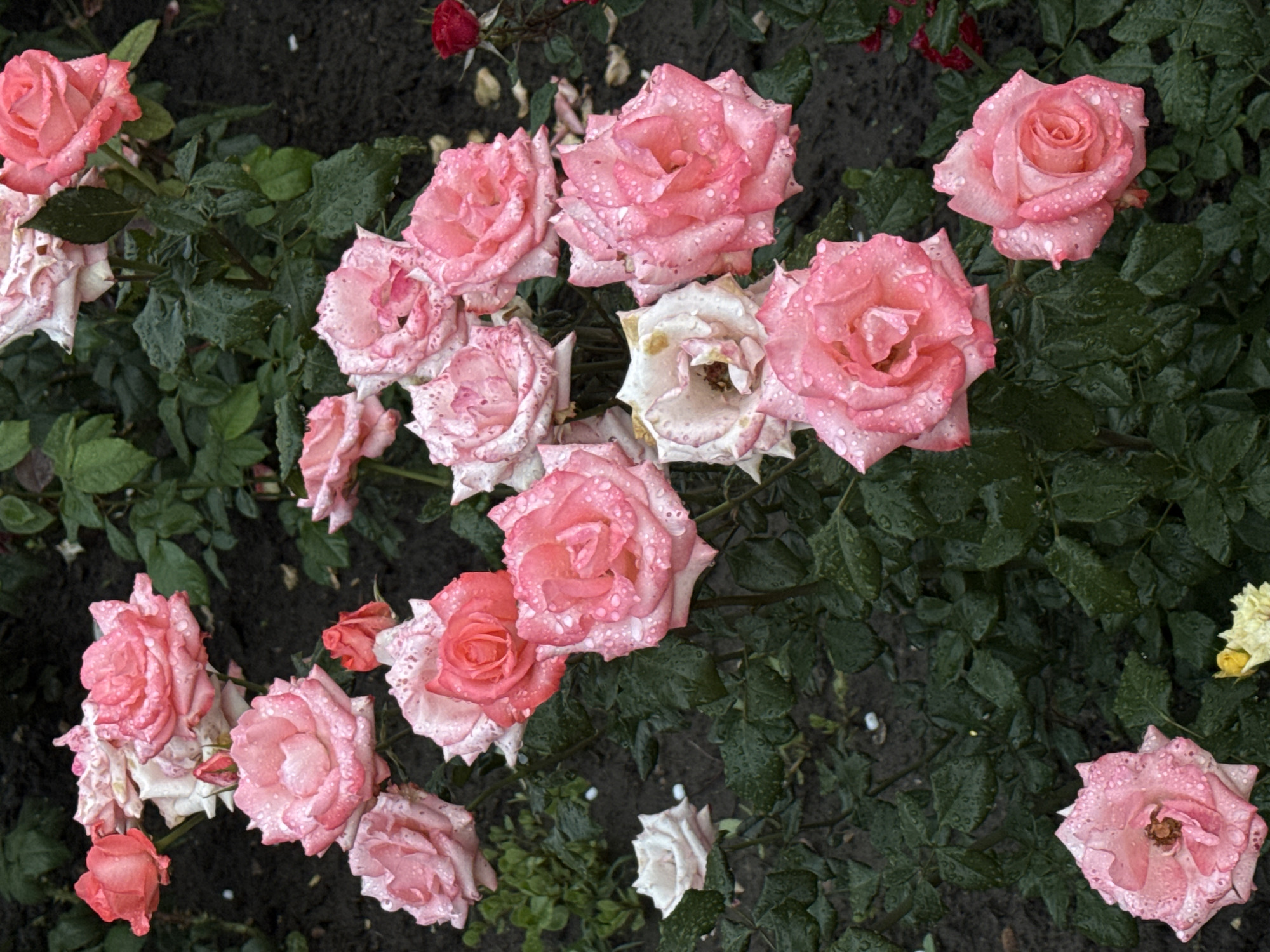 Amusement park afternoon: rides, roses, and selfies at dusk