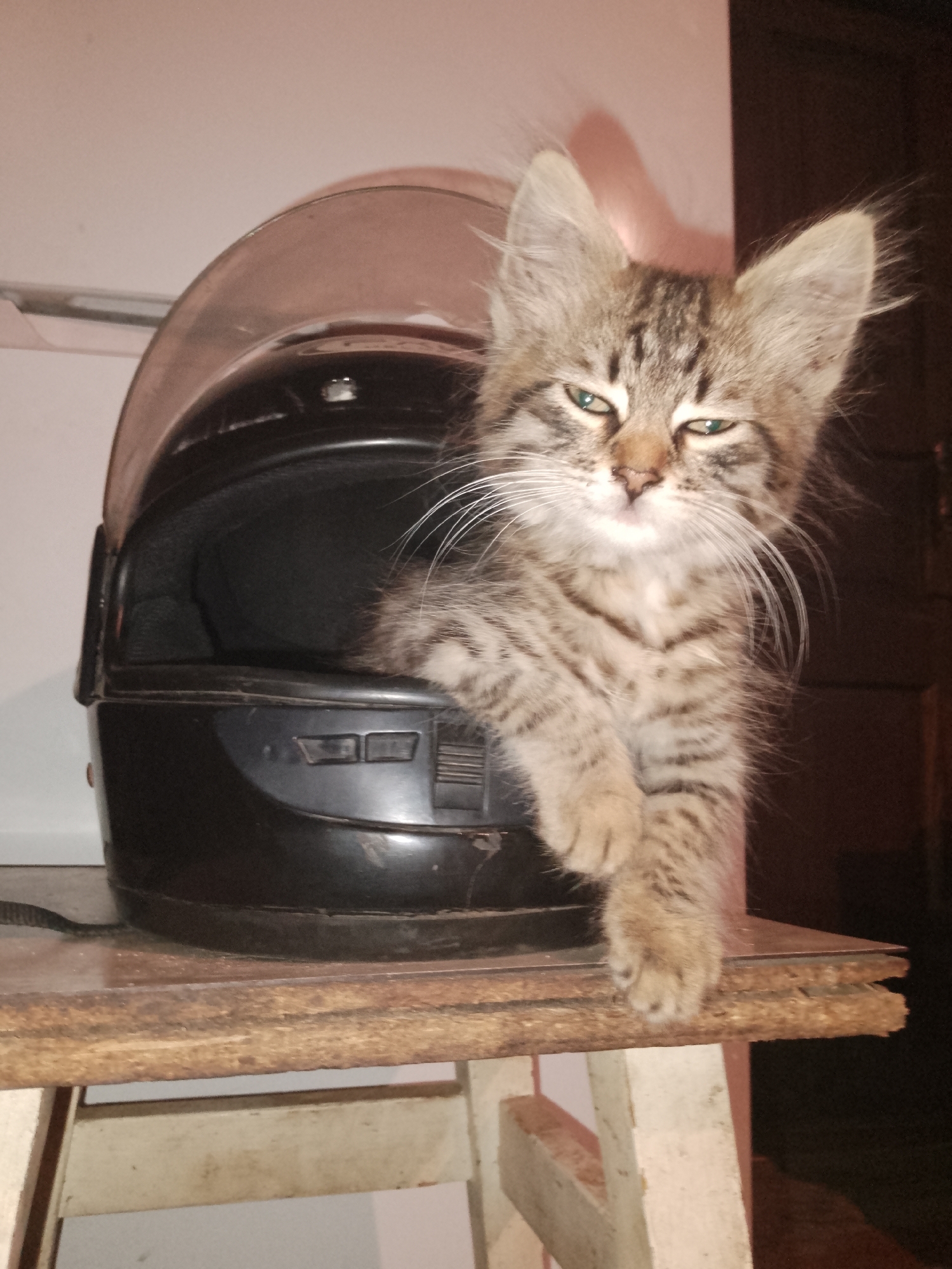 Kittens, bugs, wildflowers, and countryside scenes on a summer evening