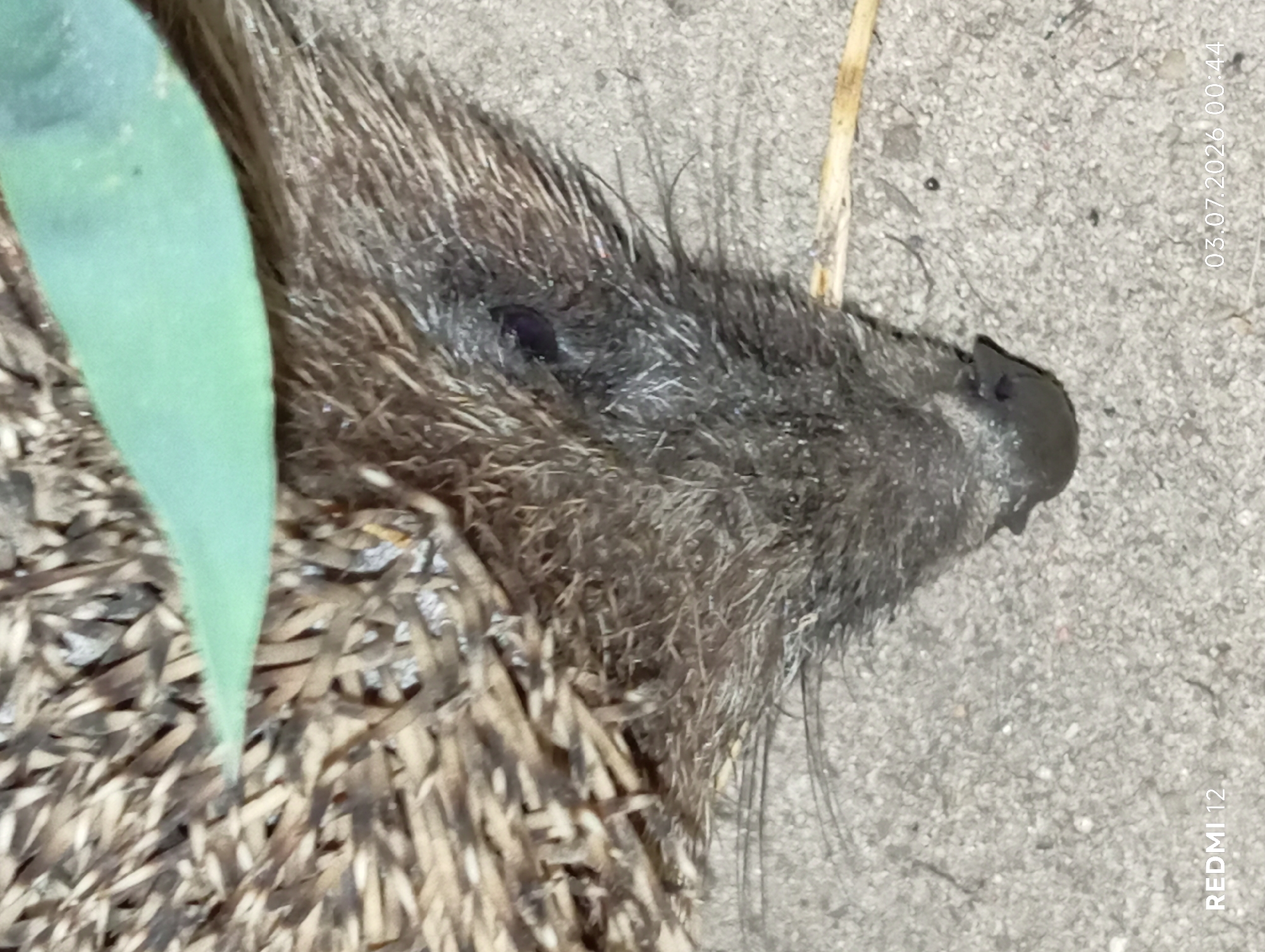 Summer night in Smila: moon, flowers, hedgehog, and a garden