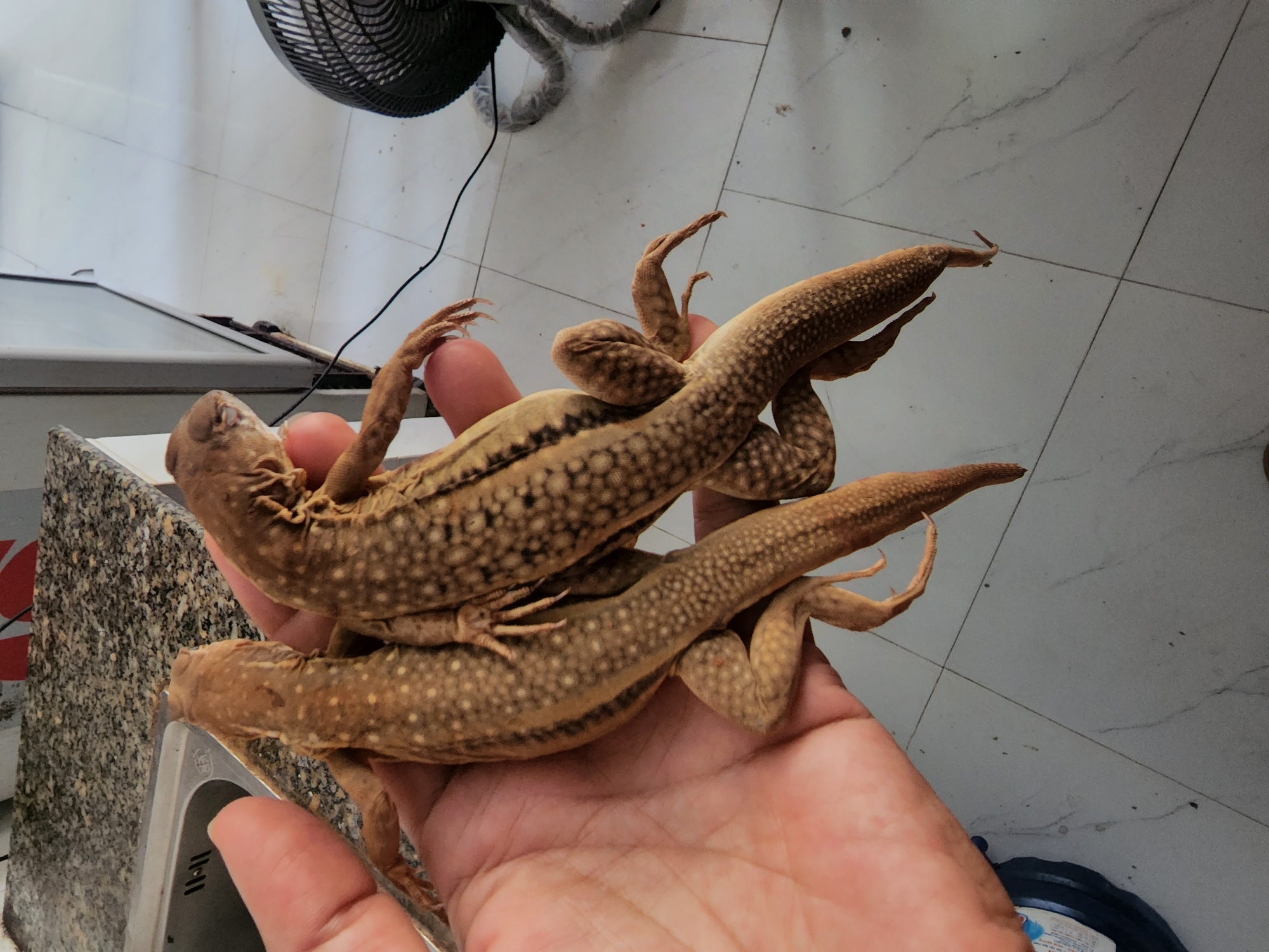 Reptiles captured in cages in Vietnamese ward