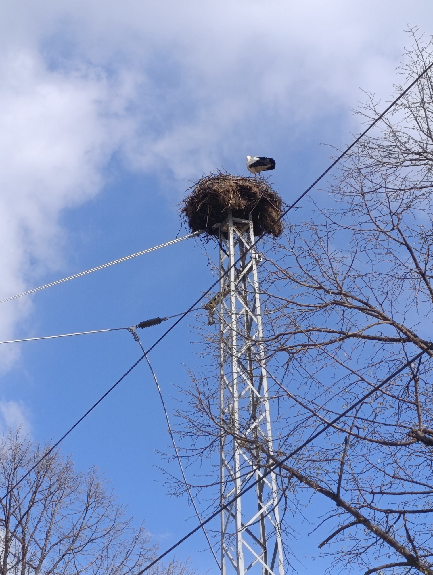 White stork spotted in nest atop tower in Belozem