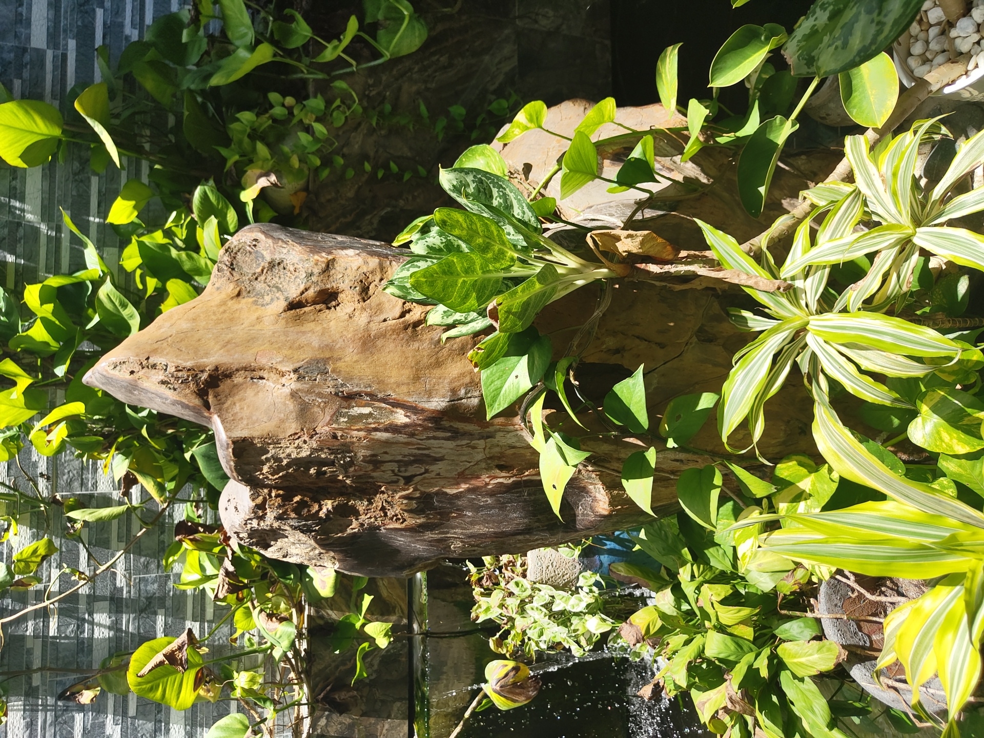 Garden details and street life in Nha Trang's northern ward