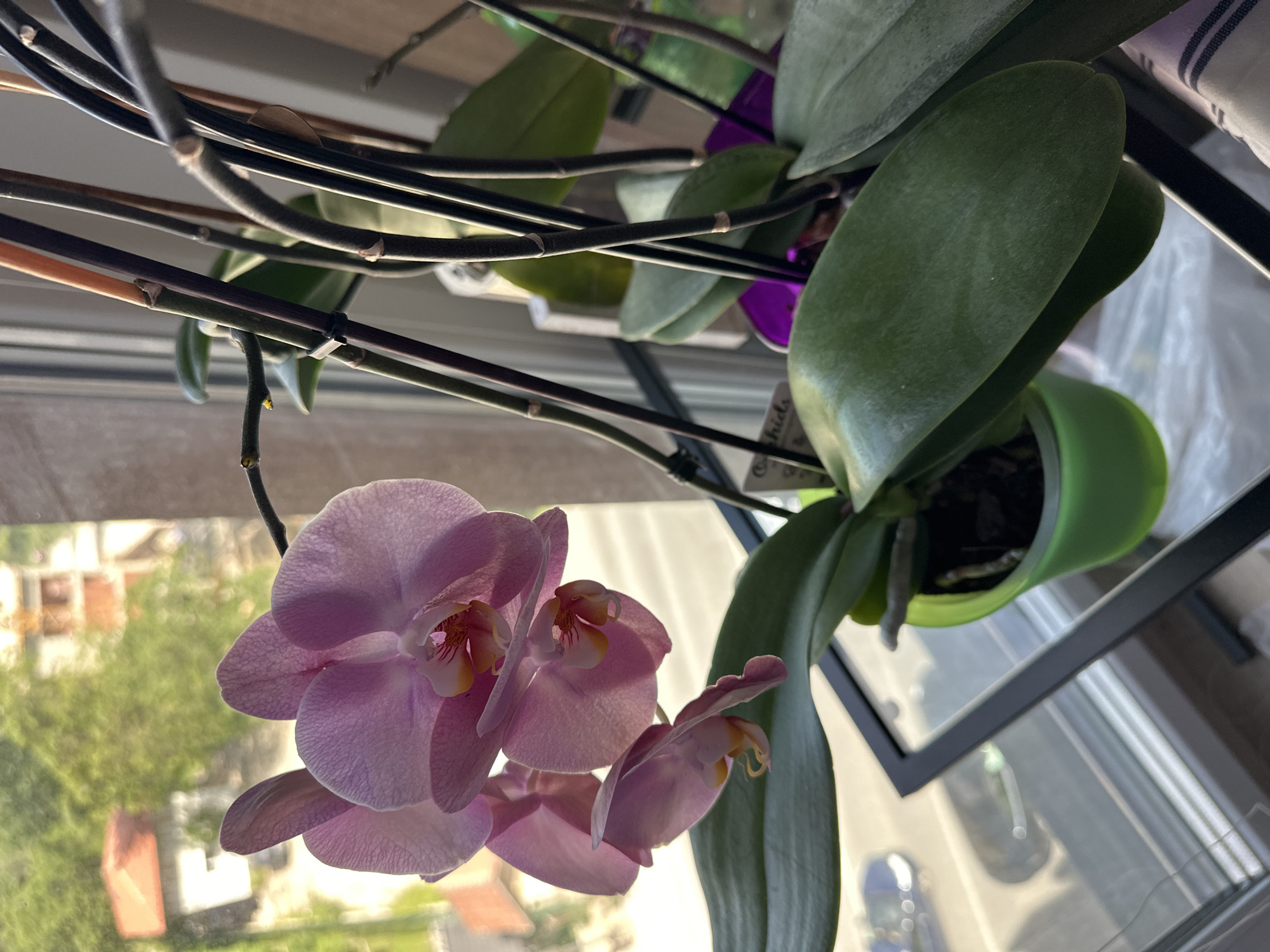 Orchid blooms captured on Sofia windowsill during brief afternoon moment