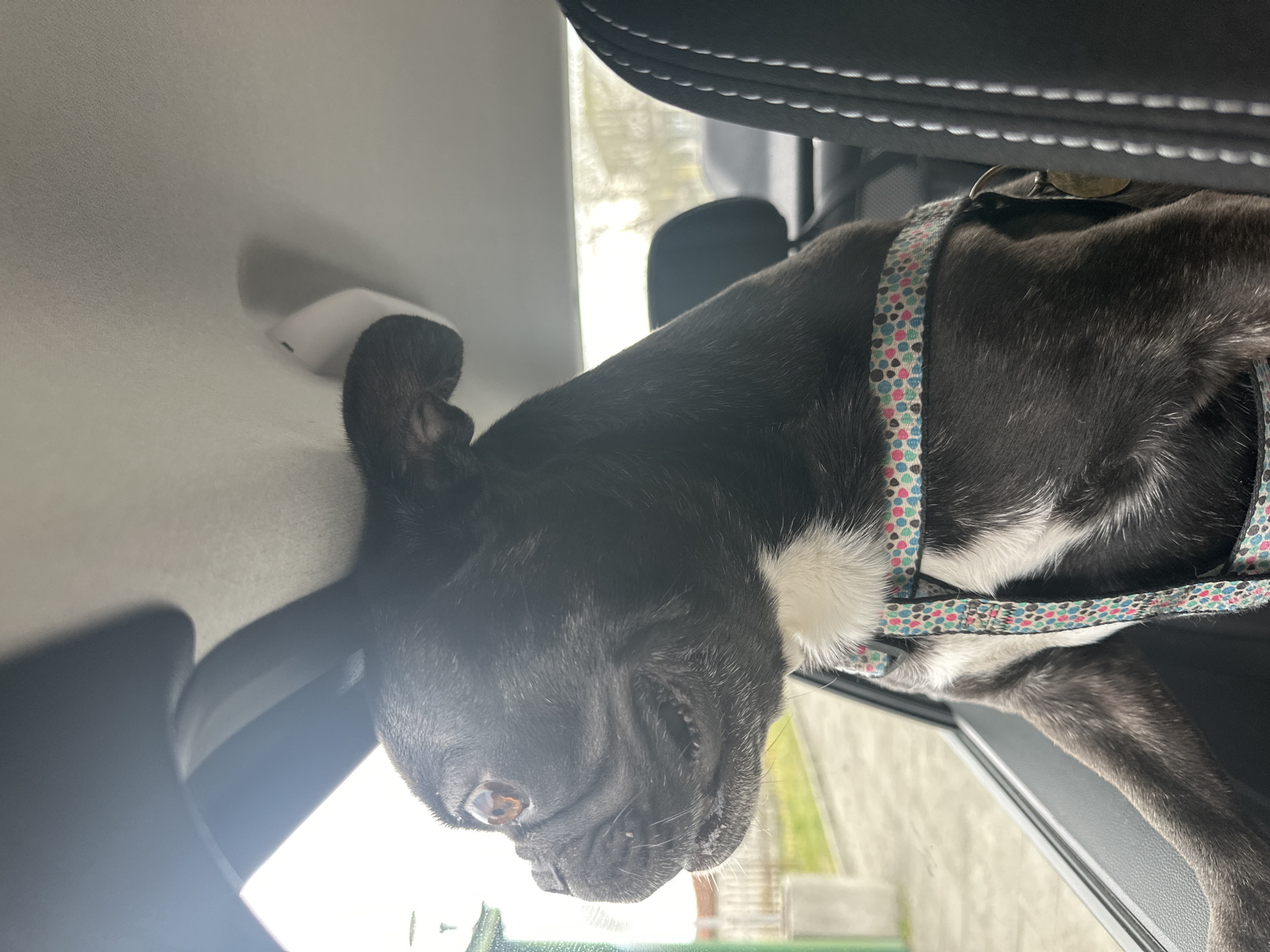 French Bulldog spotted in car during Pesnopoy village visit