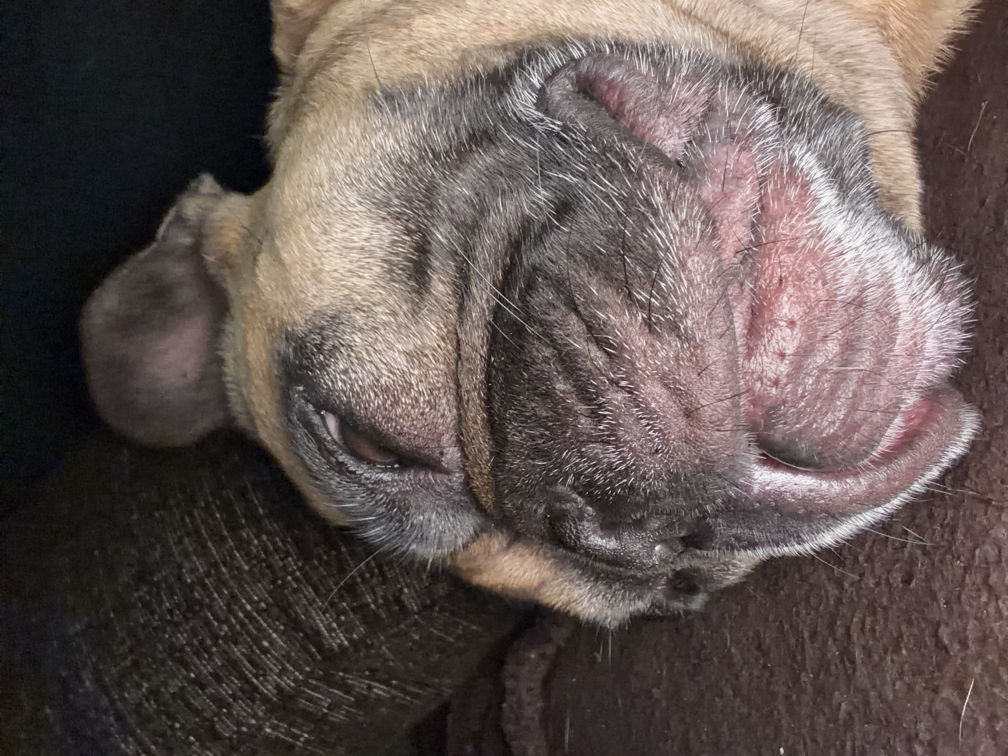 French bulldog napping on couch in Baloži
