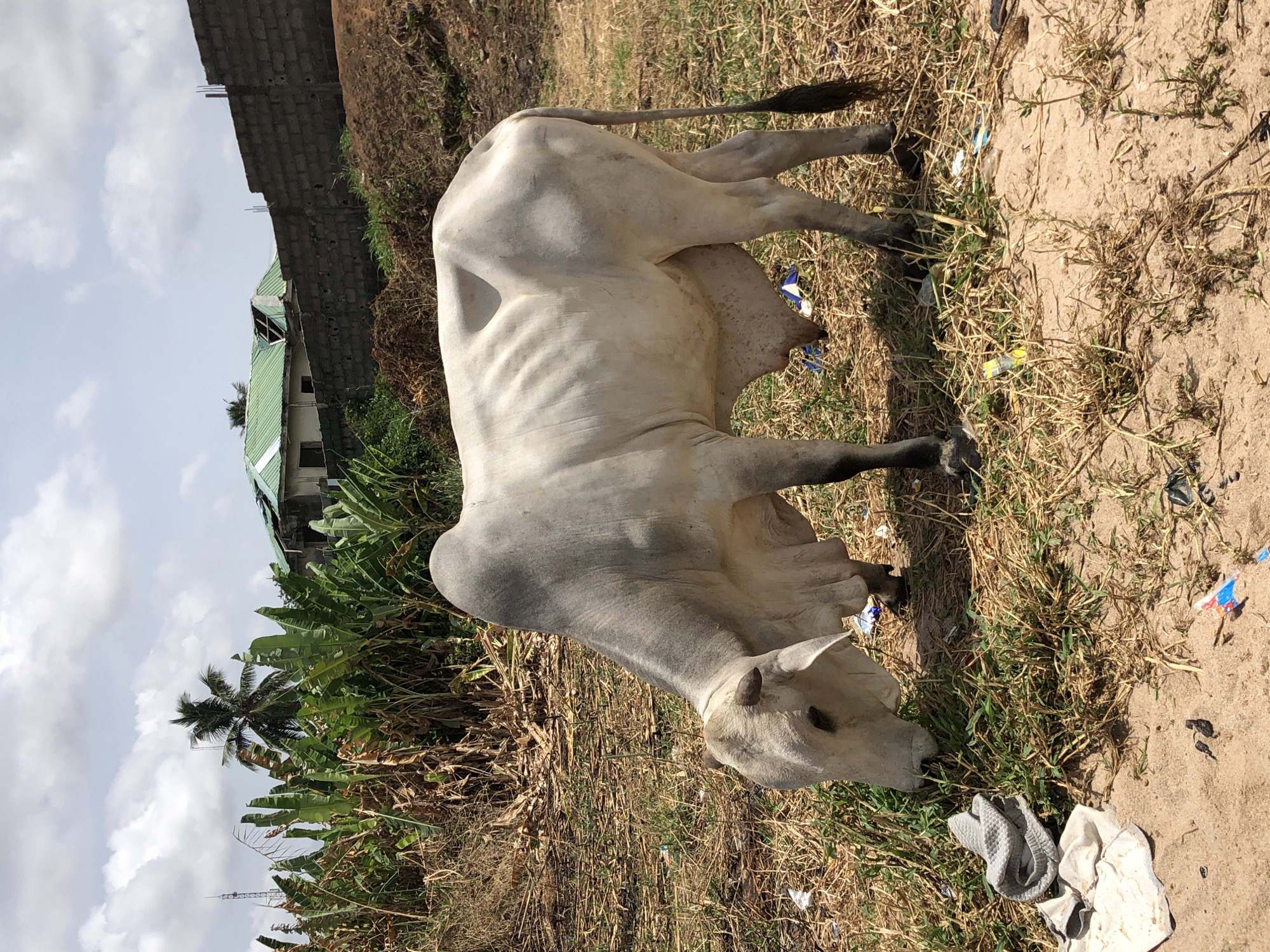Rural community life documented through cows, children, vegetation observations