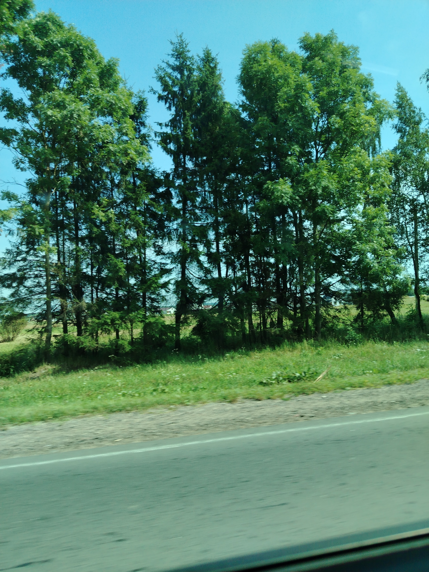 Rolling past tree-lined rural roads on a clear summer morning