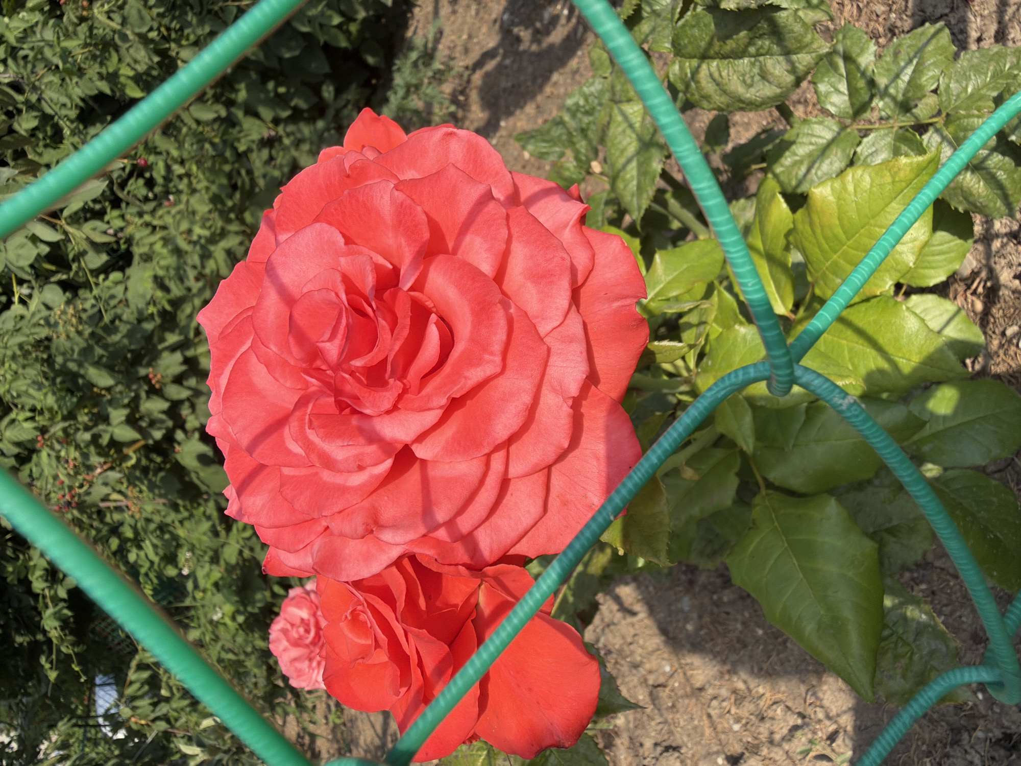 Red and pink roses in bloom, Alushta garden
