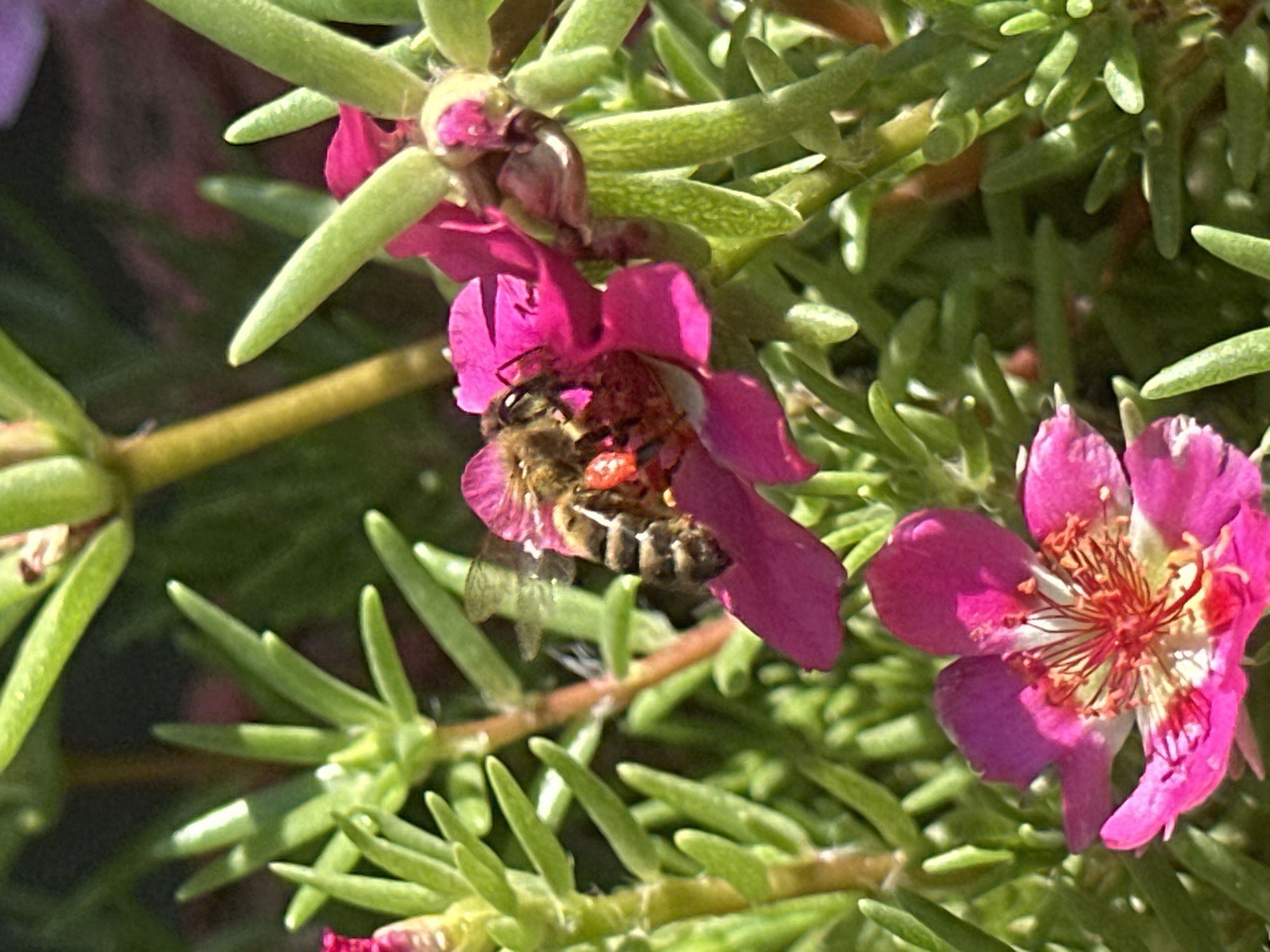 Bees, blooms, and macro details from a Luhansk morning