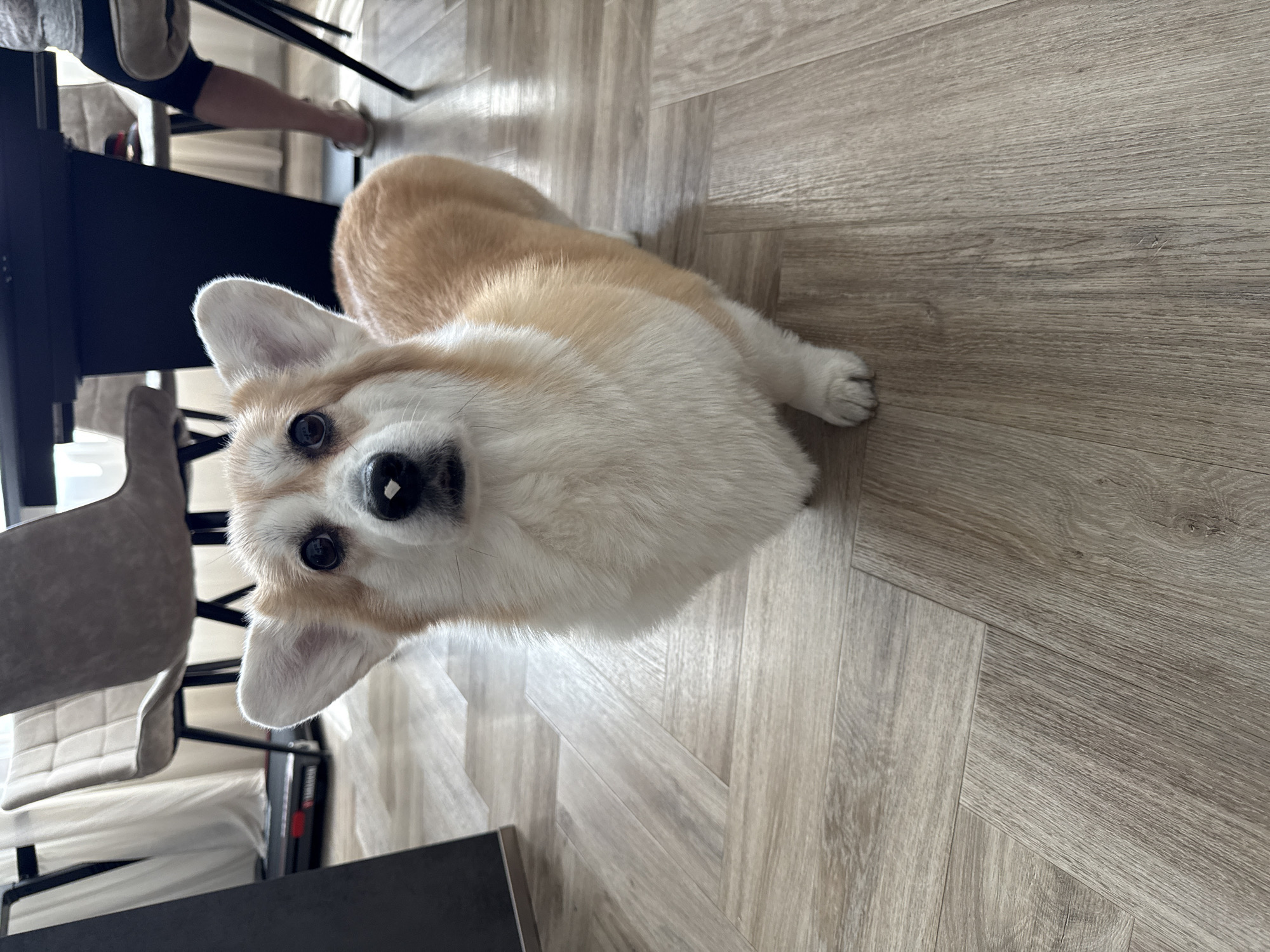 Morning domestic moments with Corgi dog documented in Krasnoyarsk