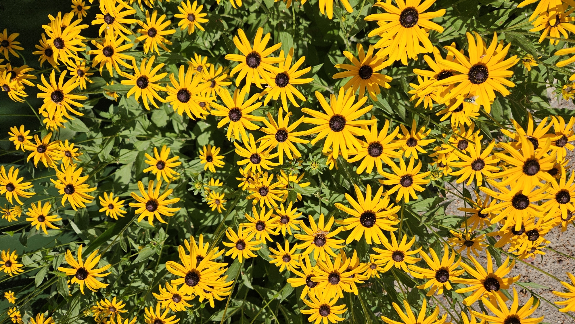 Black-eyed Susans blooming densely in Parushino, Kazakhstan