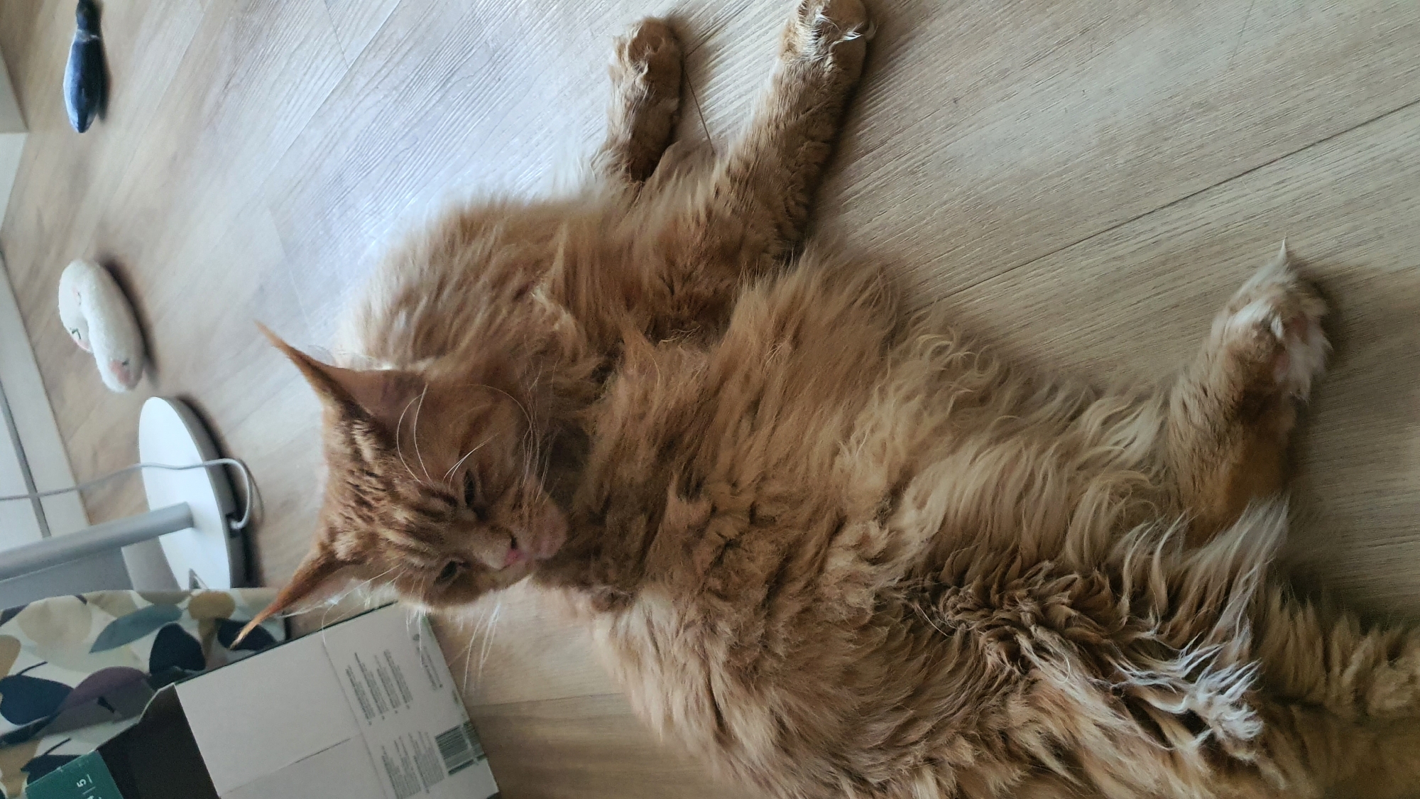 Two cats lounging and grooming on a Krasnoyarsk apartment floor