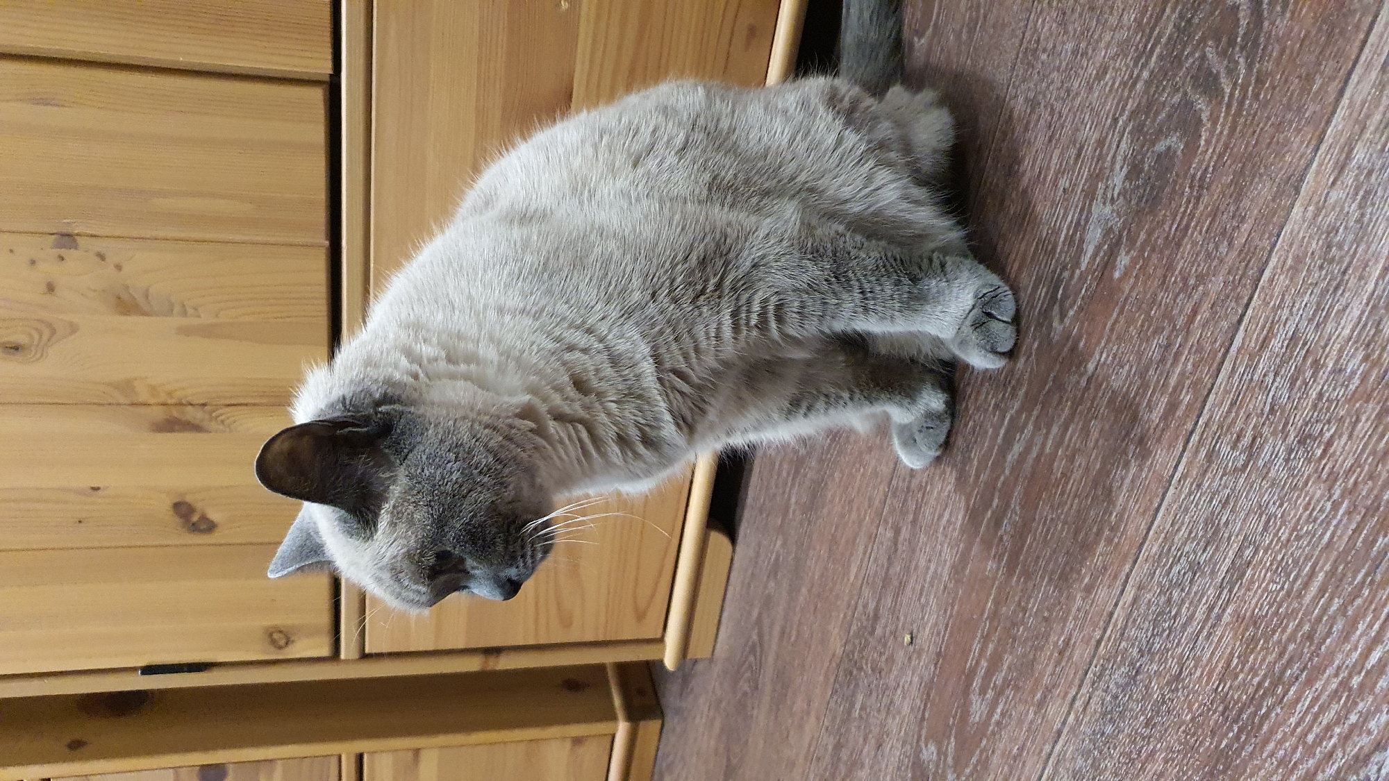 Siamese cat chilling on a wooden floor in Krasnoyarsk