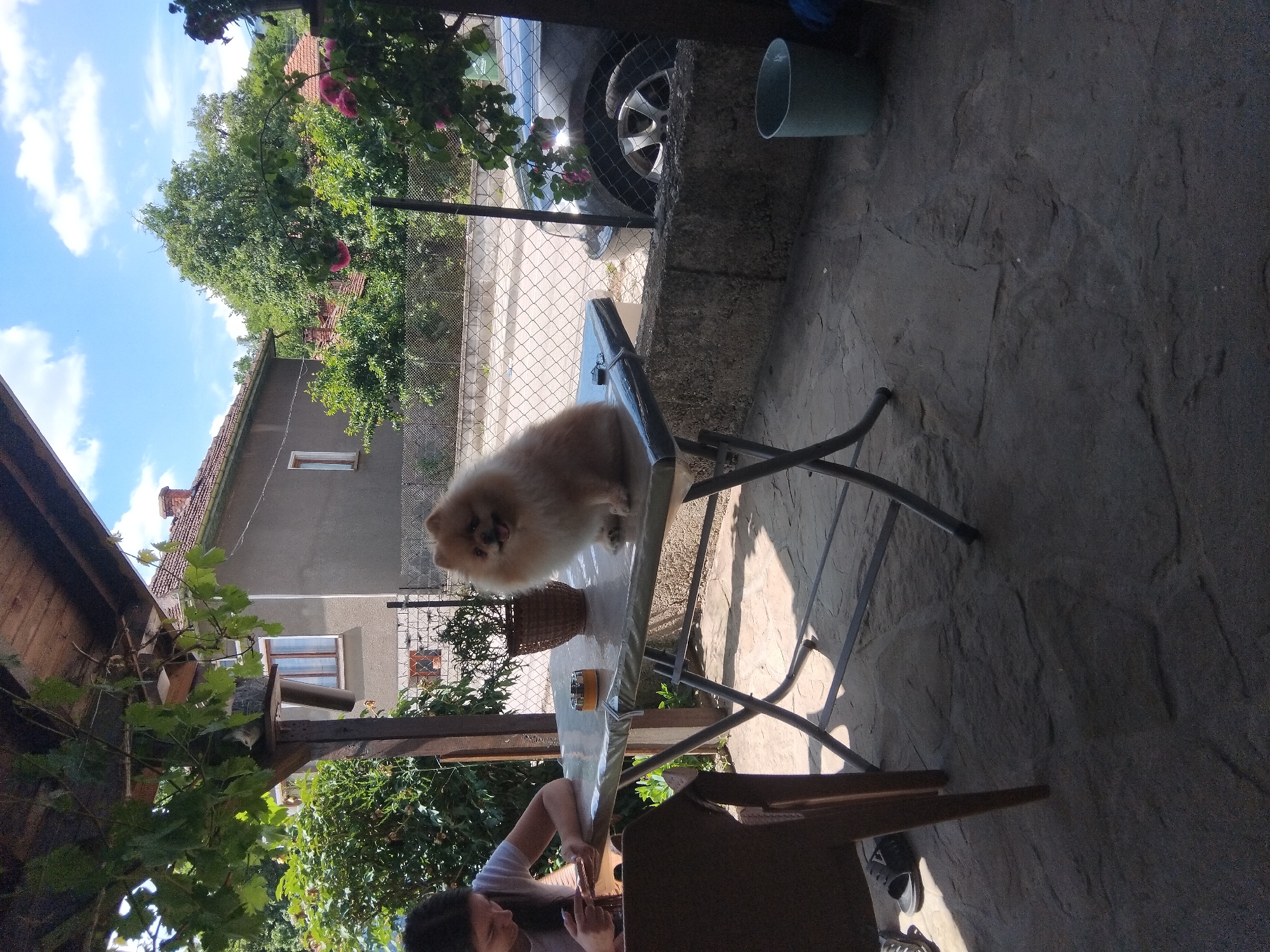 Pomeranian dog stands on table during morning patio scene