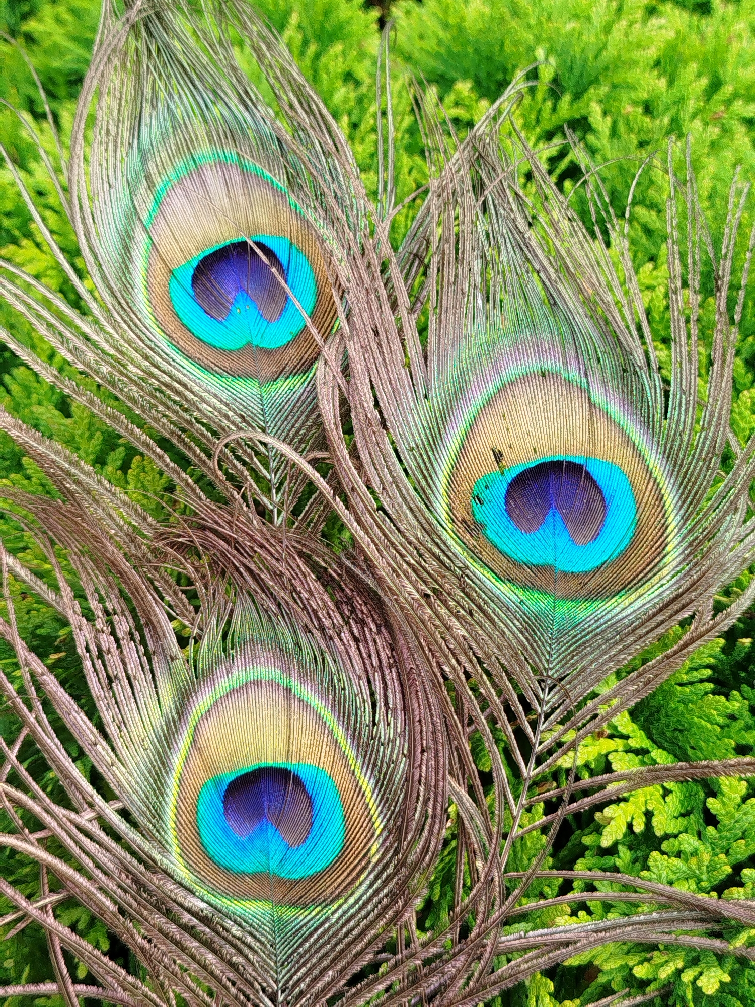 Backyard garden macro: flowers, bumblebees, and peacock feathers